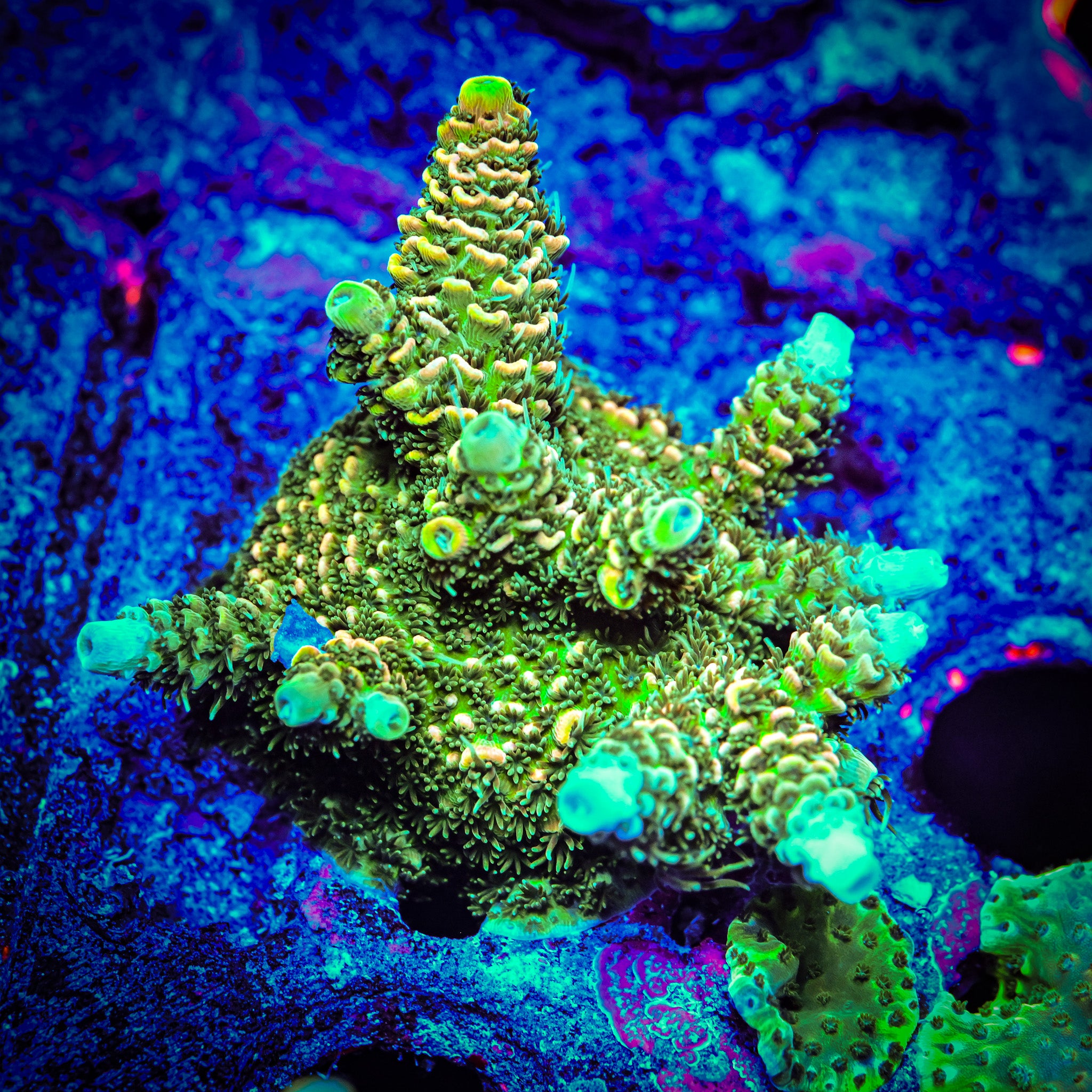 XL RC Jungle Juice Acropora *WYSIWYG*