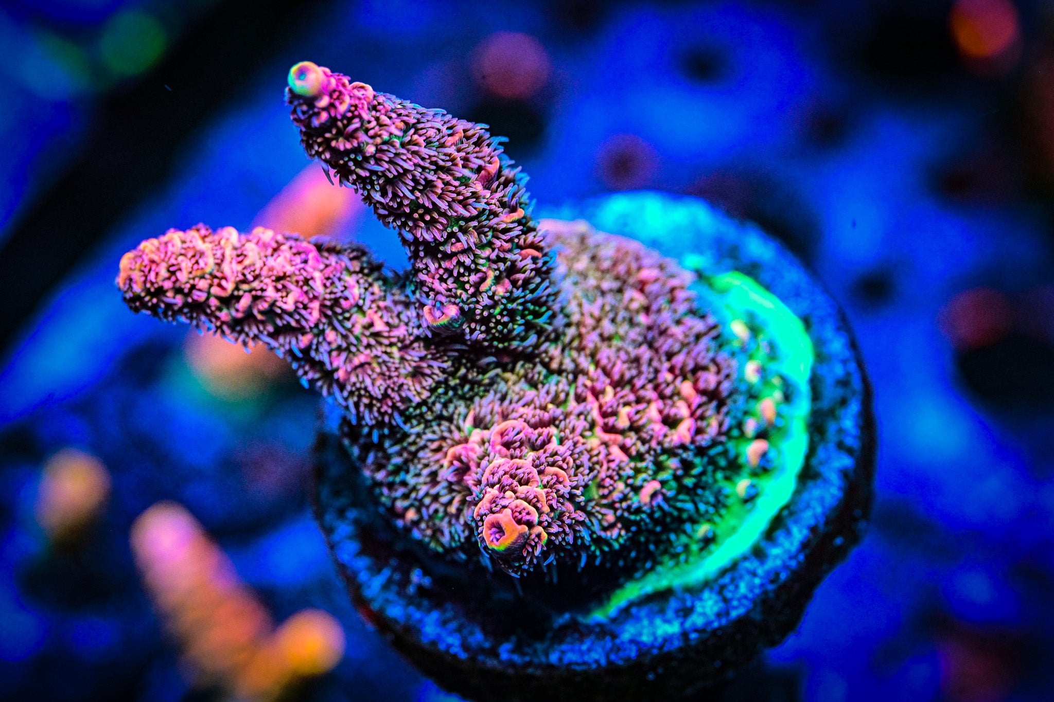 XL RC Furiosa Acropora *WYSIWYG*