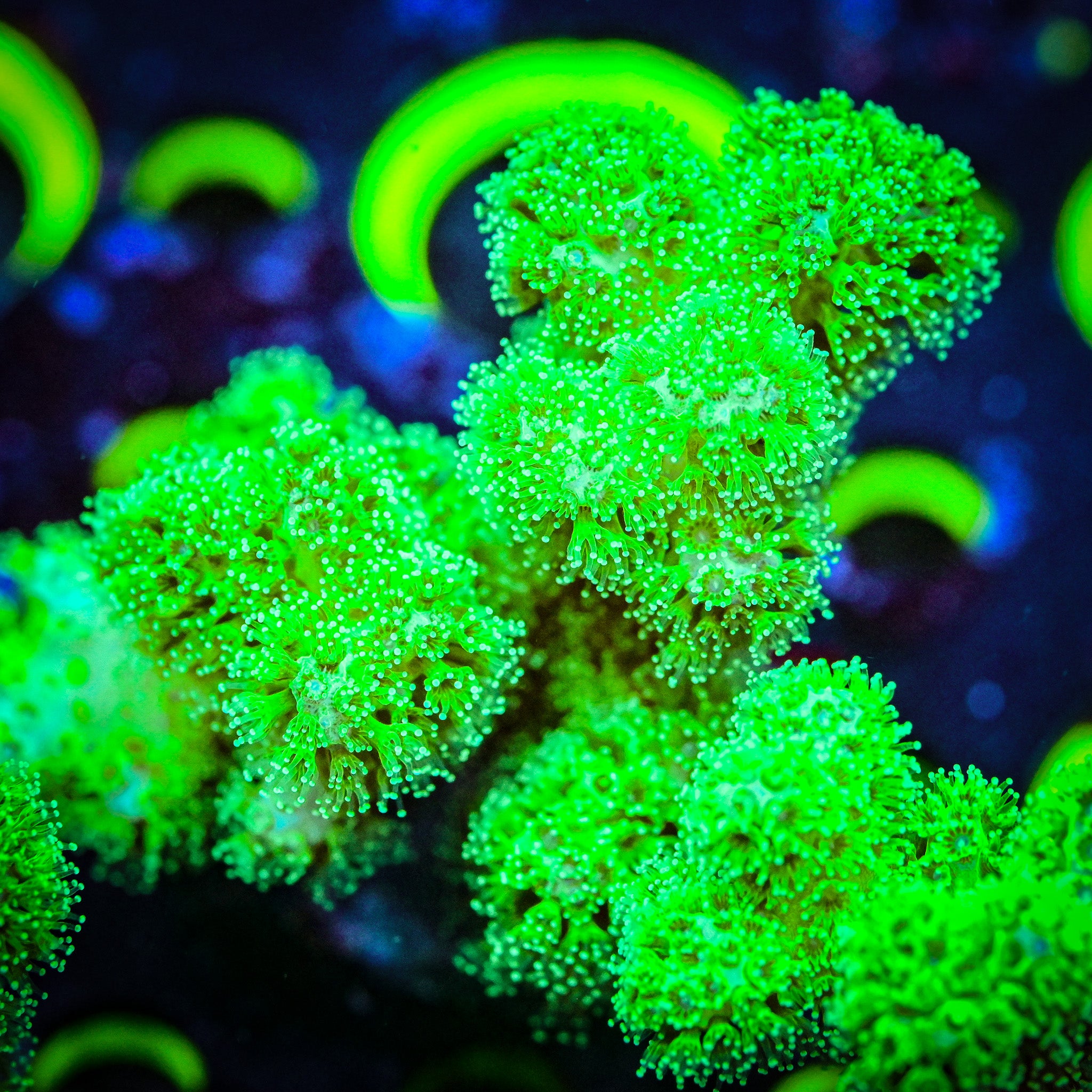 RC Neon Green Pocillopora *WYSIWYG*