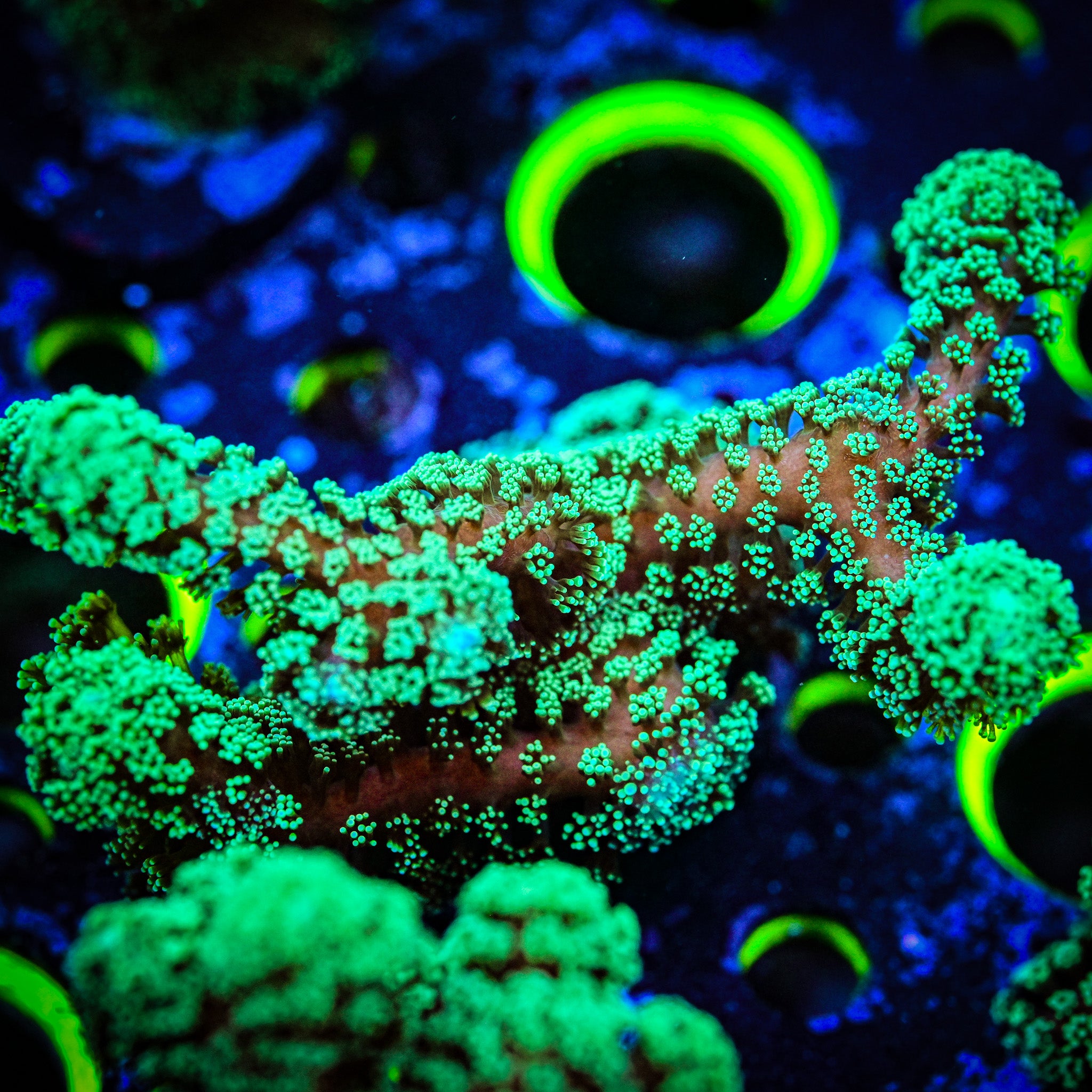 RC Forest Fire Montipora Digitata *WYSIWYG*