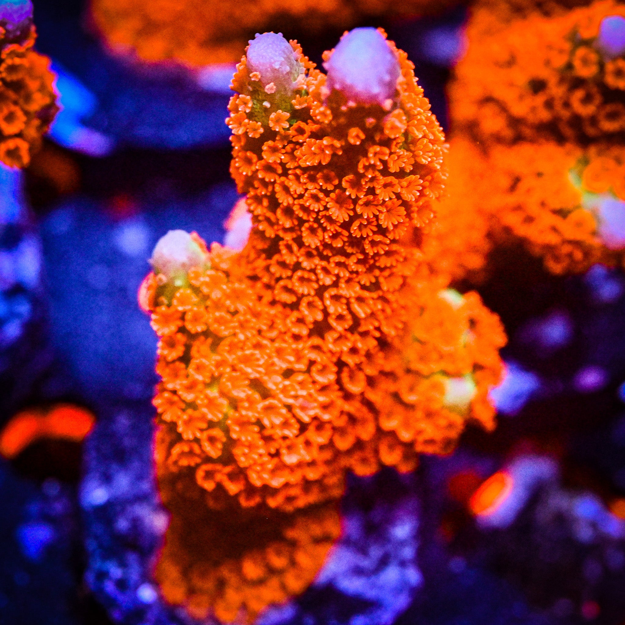 RC Forest Fire Montipora Digitata *WYSIWYG*