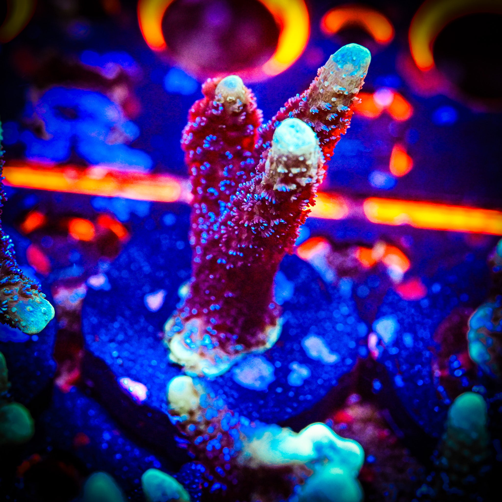 RC Electric Blue Montipora Digitata *WYSIWYG*