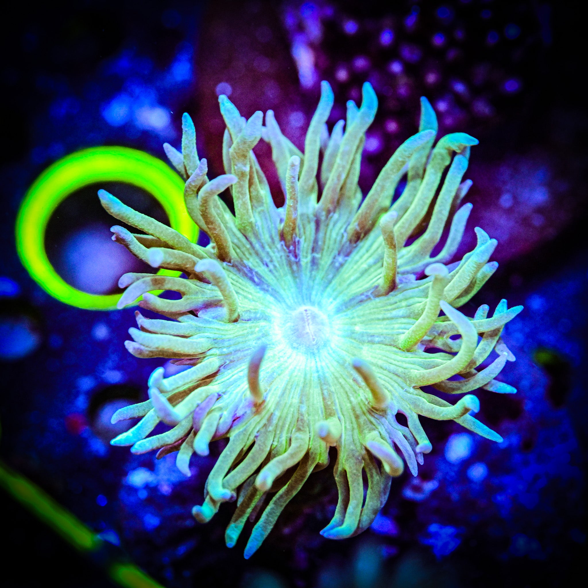 RC Single Head Duncan Coral *WYSIWYG*