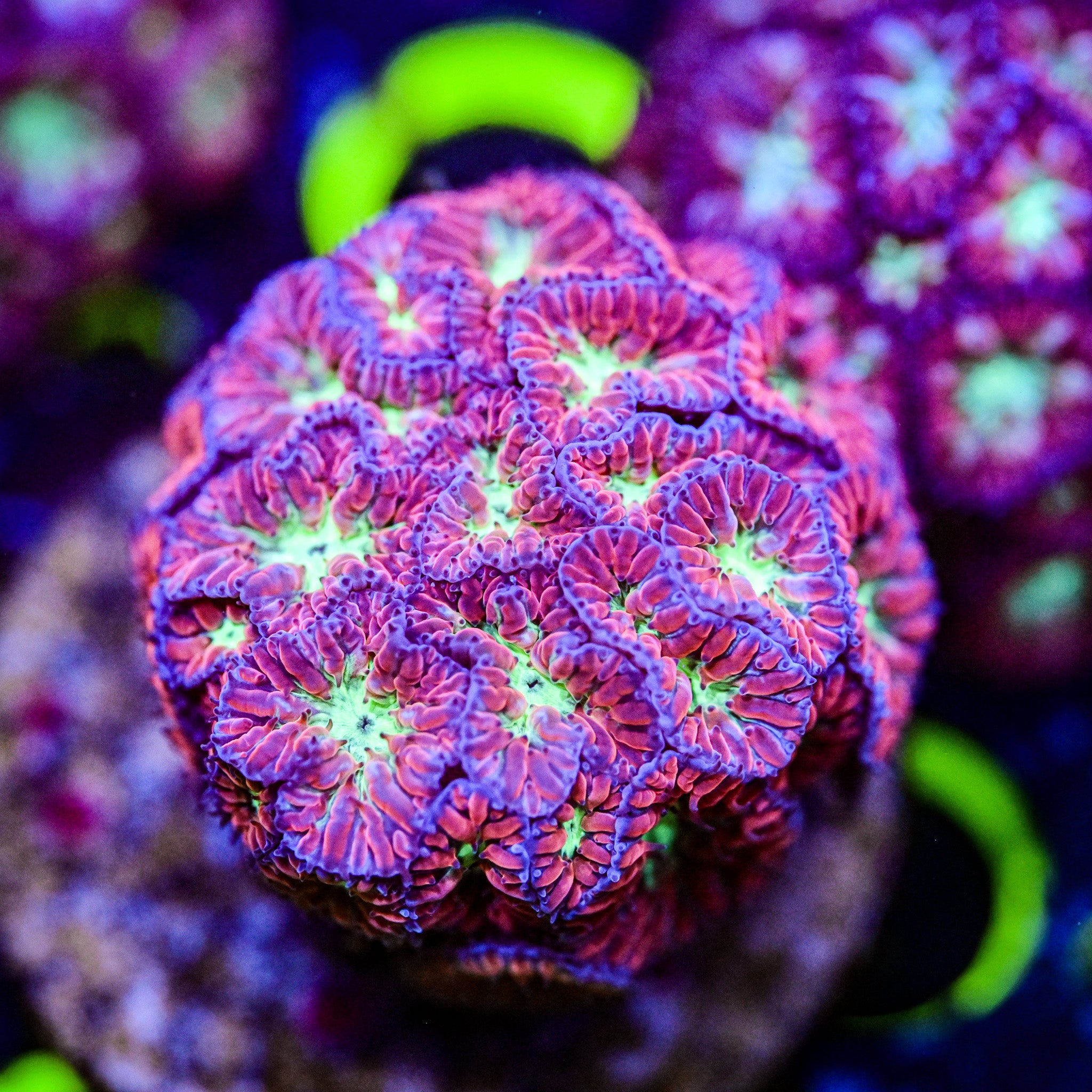RC Ring of Fire Blastomussa *WYSIWYG*