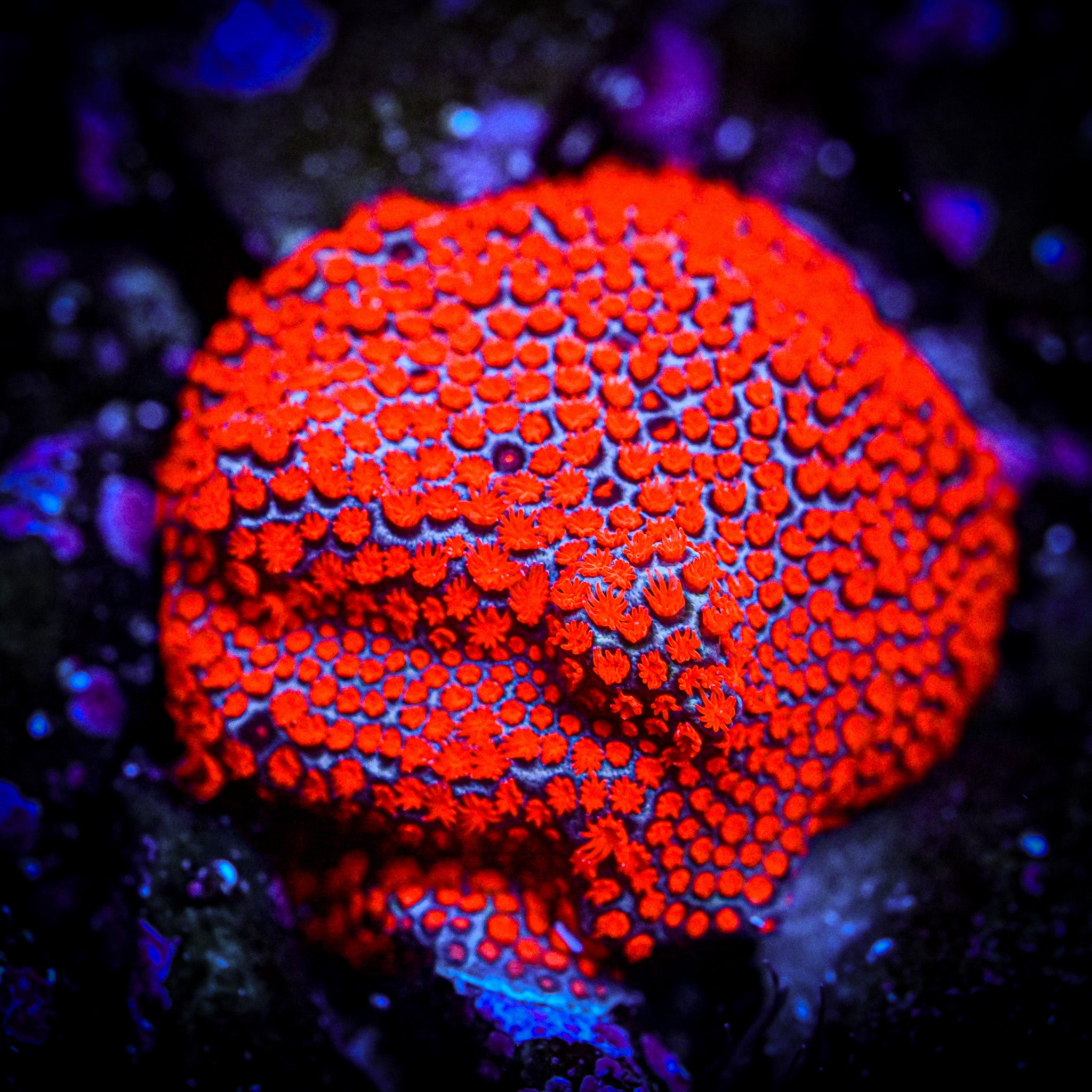 RC XL Superman Porites Frag *WYSIWYG*