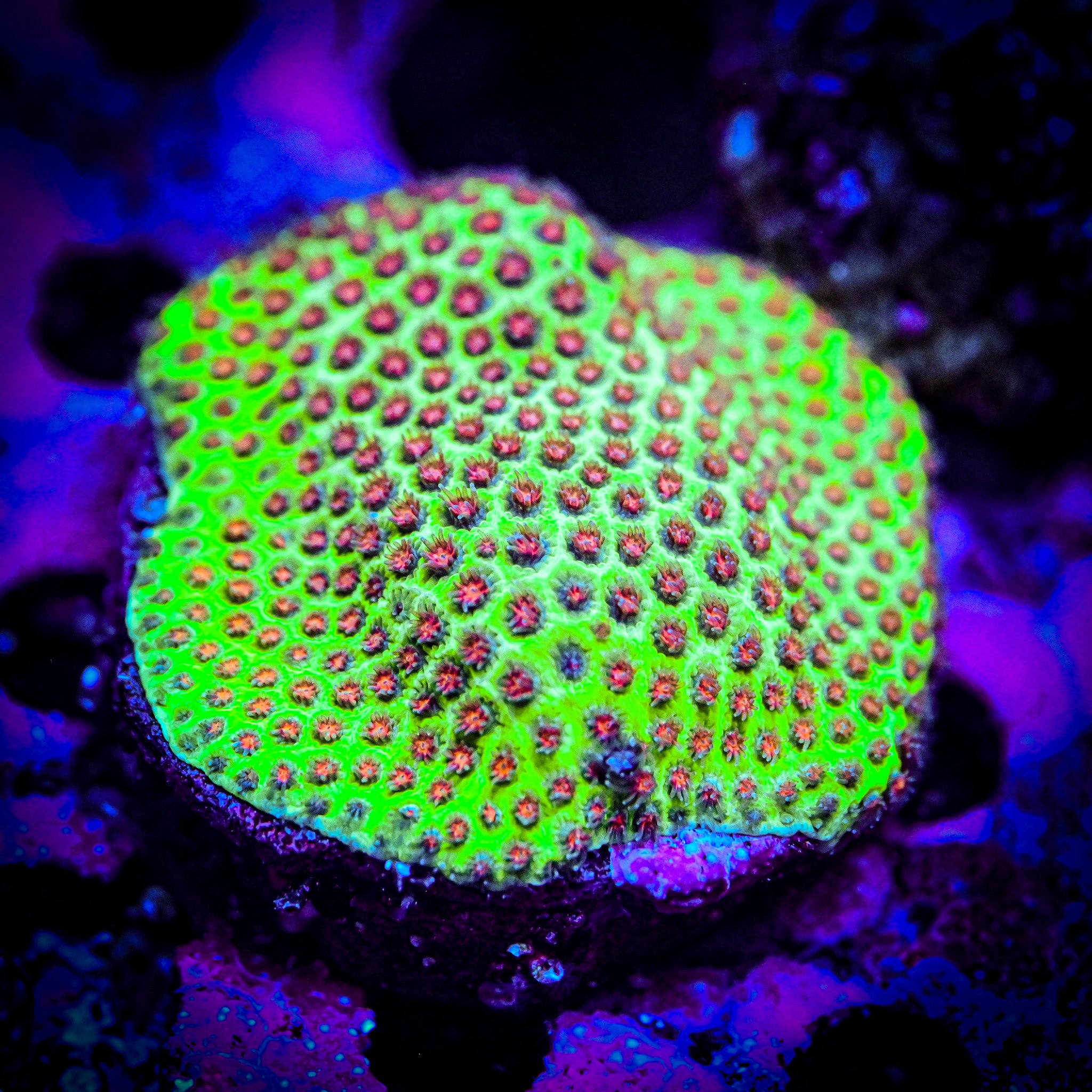 RC Screamin Demon Porites