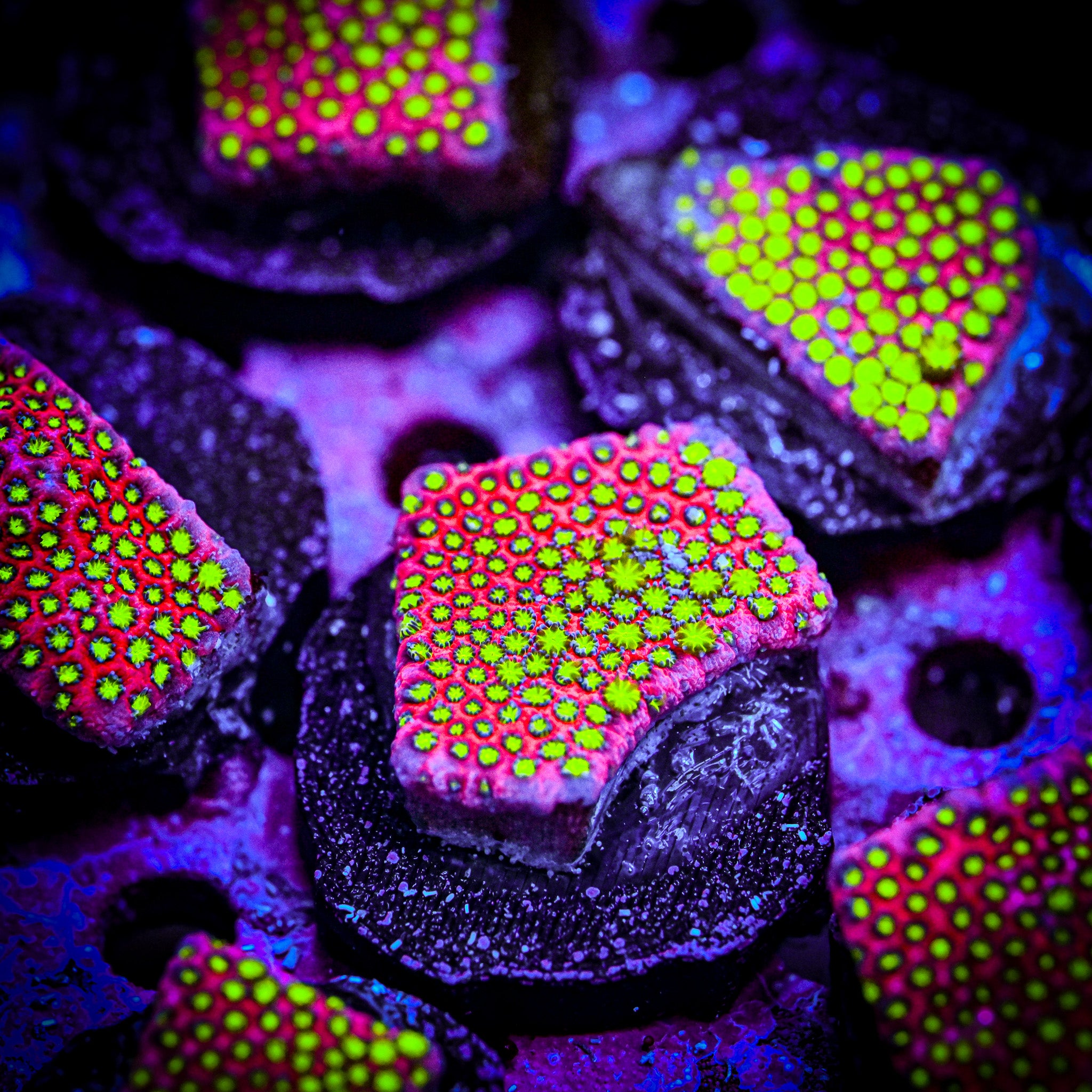 WWC Electric Daisy Stylo Frag