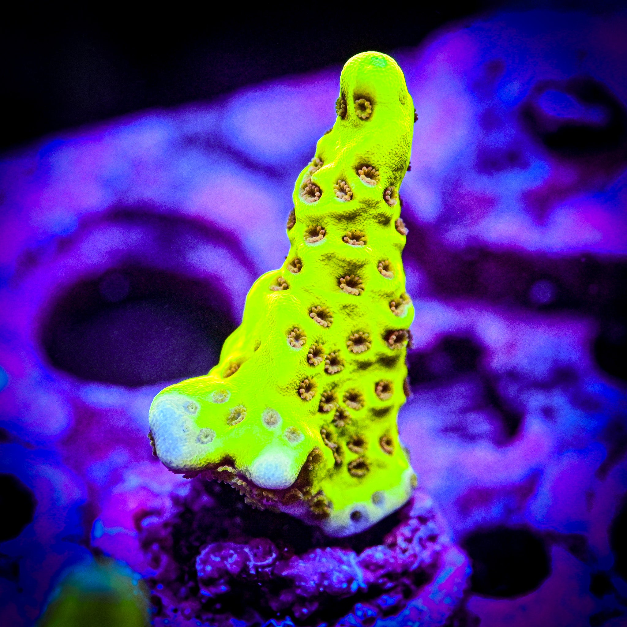 RC Yellow Highlighter Spongode *WYSIWYG*