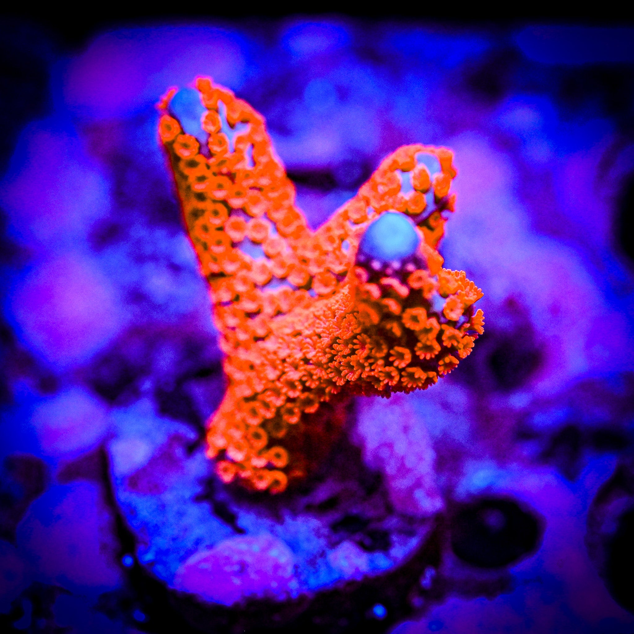RC Bubble Gum Montipora Digitata *WYSIWYG*