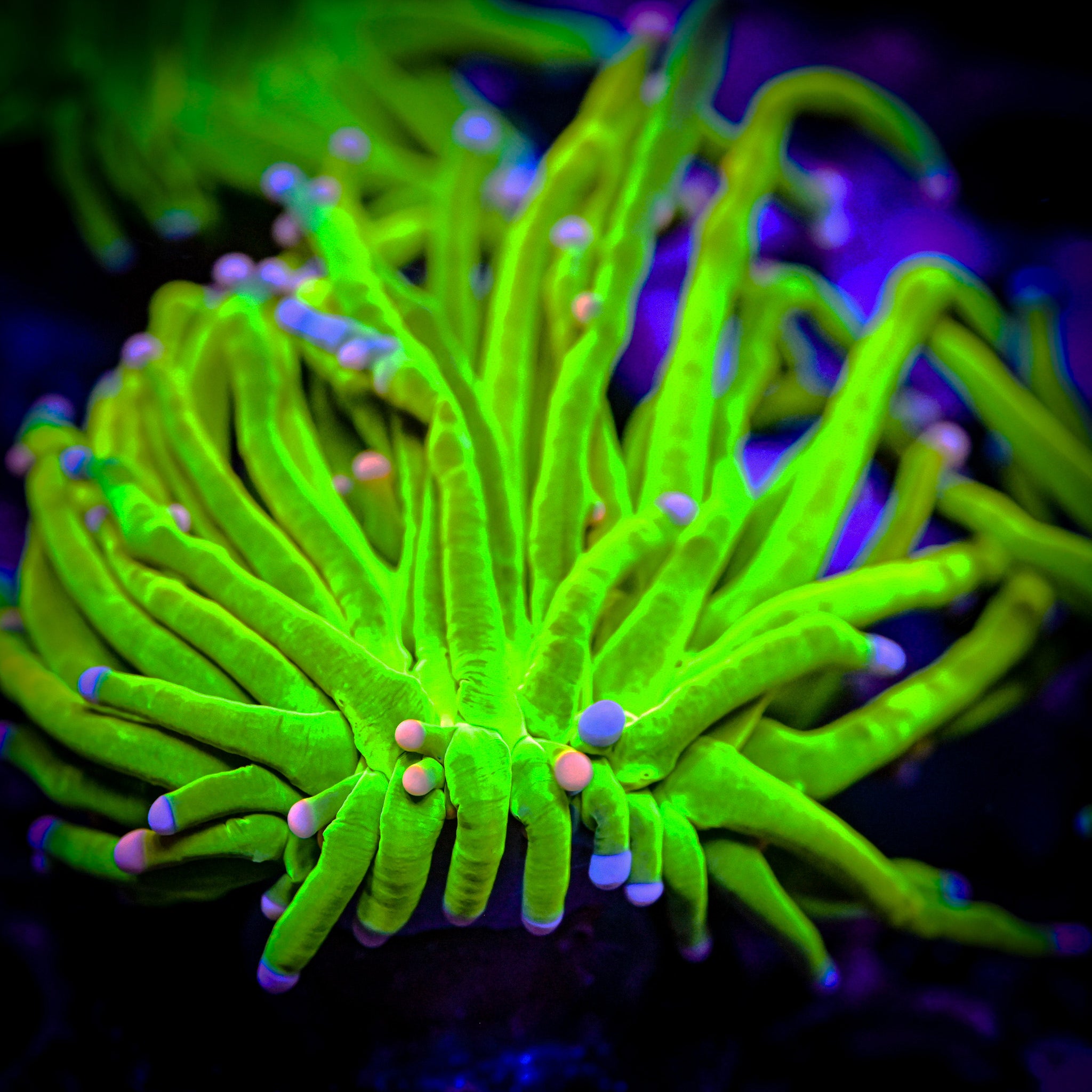 HG Cotton Candy Torch *WYSIWYG*