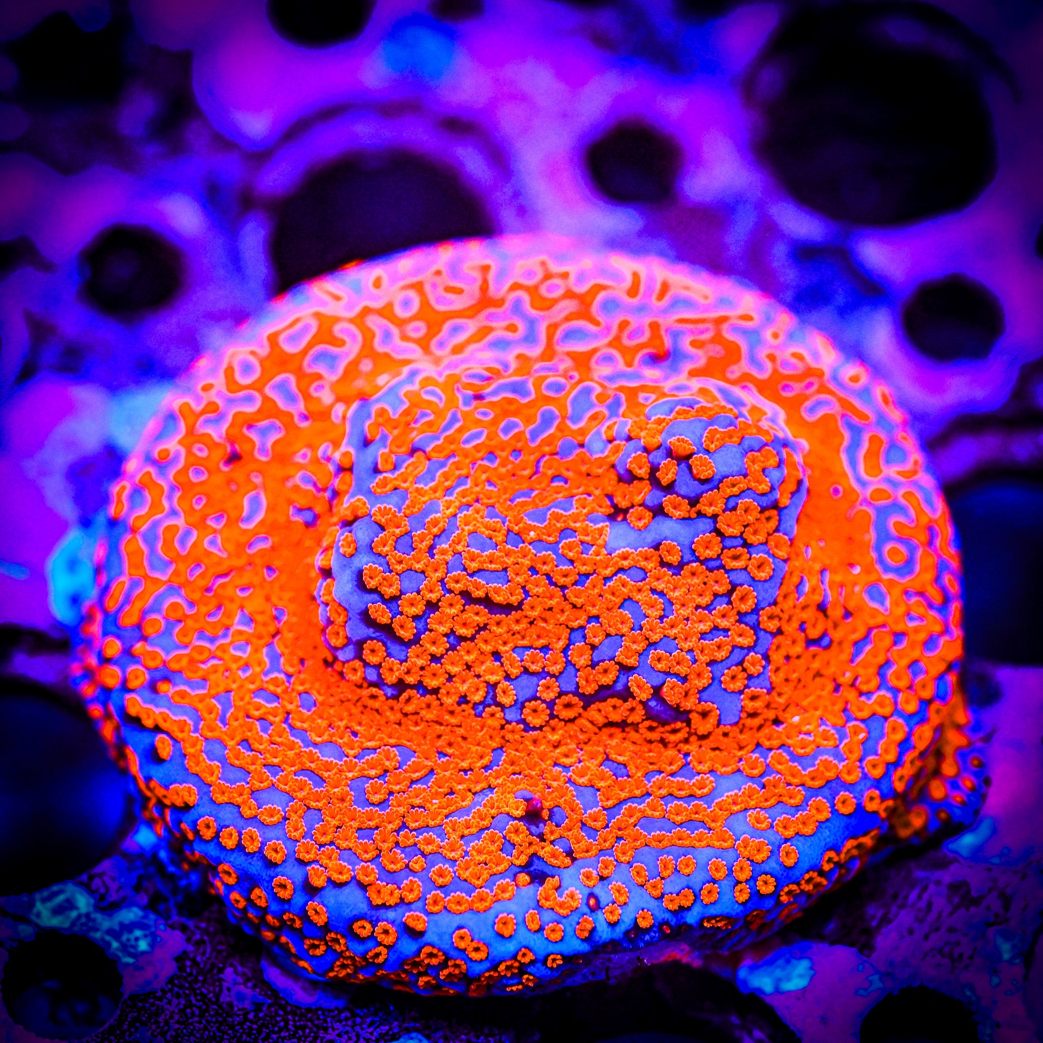 RC XL Superman Montipora Frag *WYSIWYG*