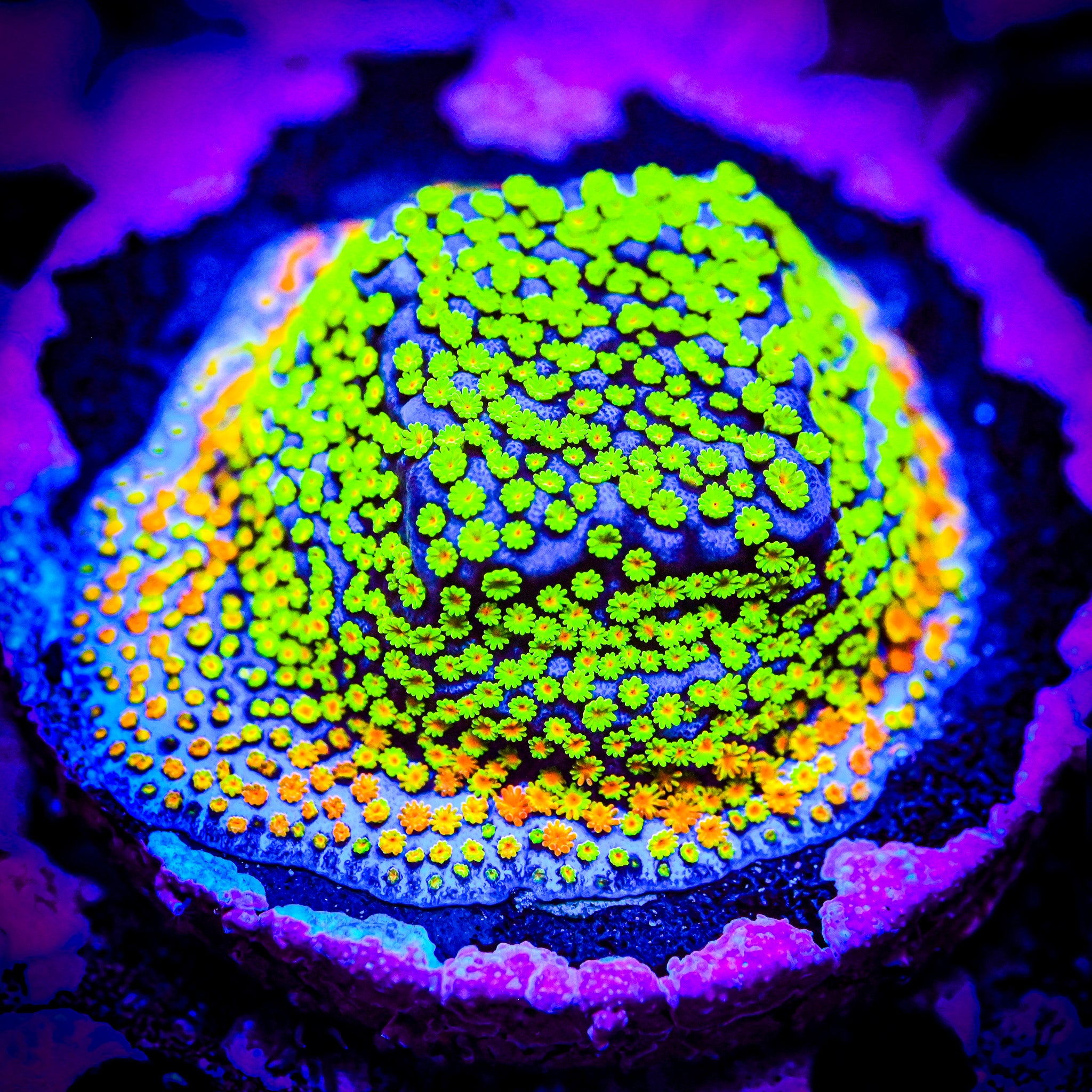 RC XL Poker Star Montipora Frag *WYSIWYG*