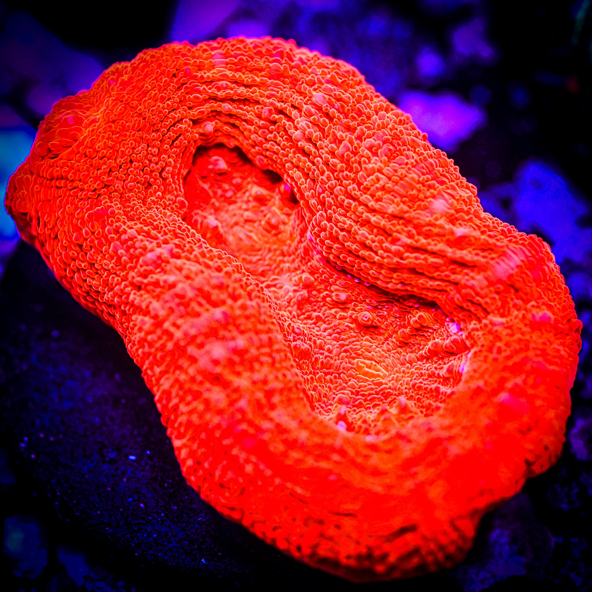 RC Red Letter Bowerbanki WYSIWYG
