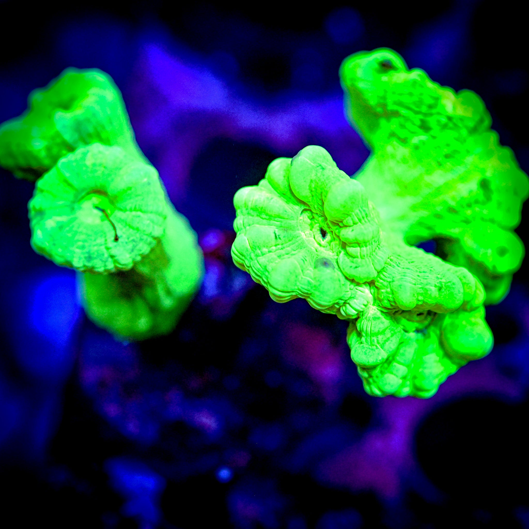 Kryptonite Candy Cane *WYSIWYG*