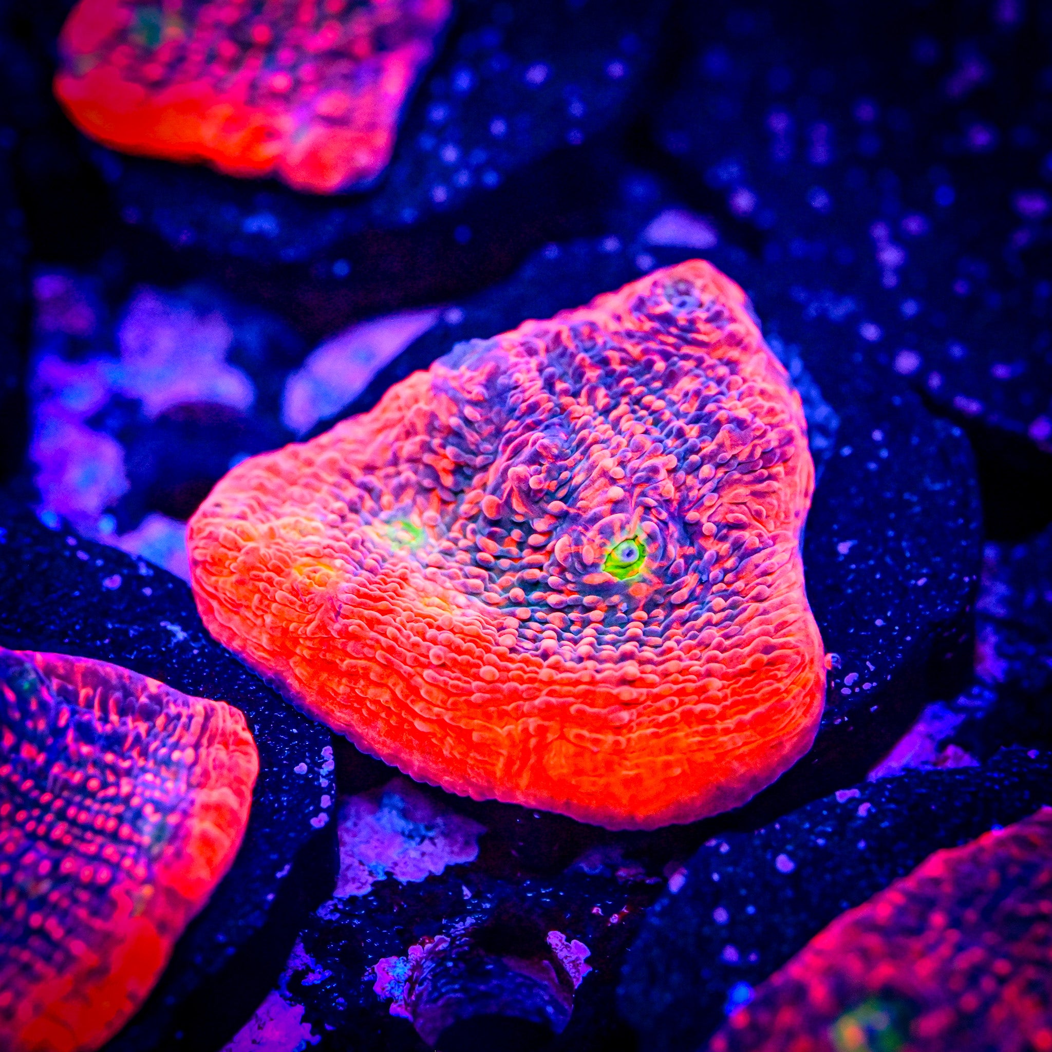 RC Hyper Watermelon Chalice *ALMOST WYSIWYG*