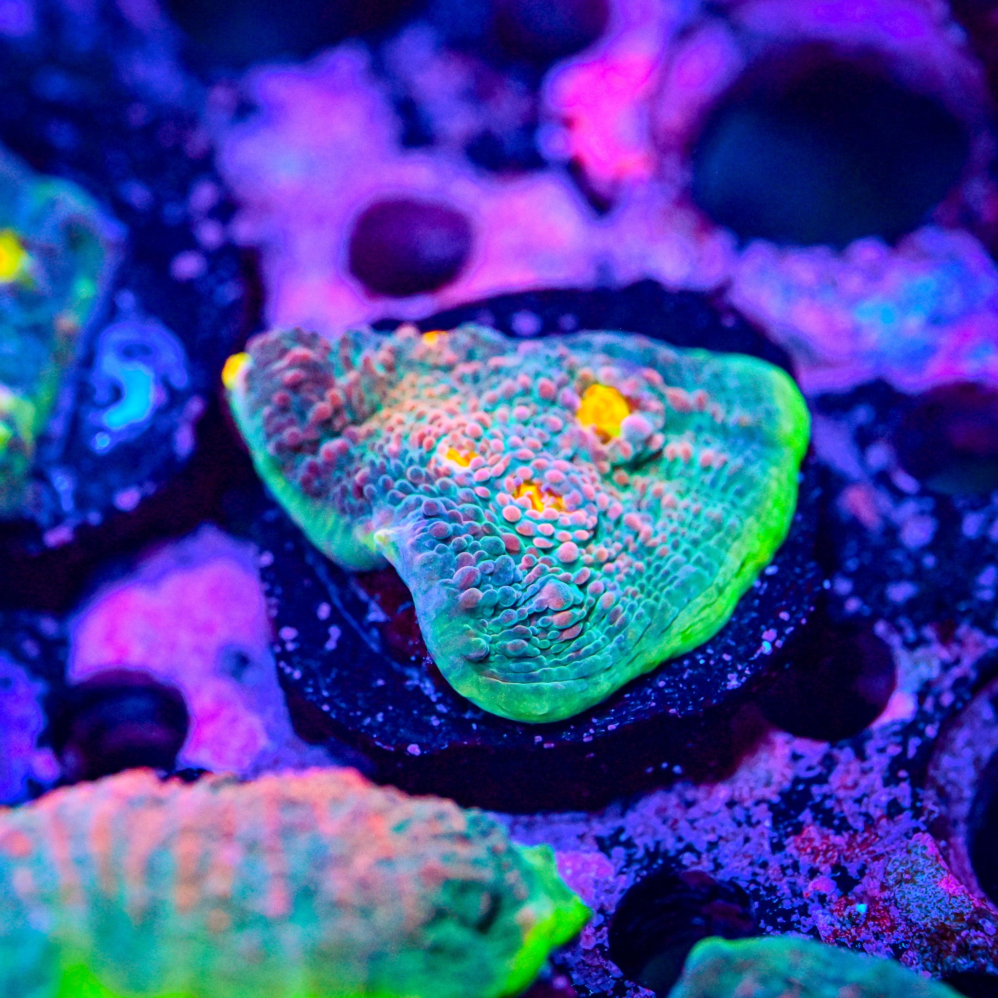 LRO Fukushima Chalice