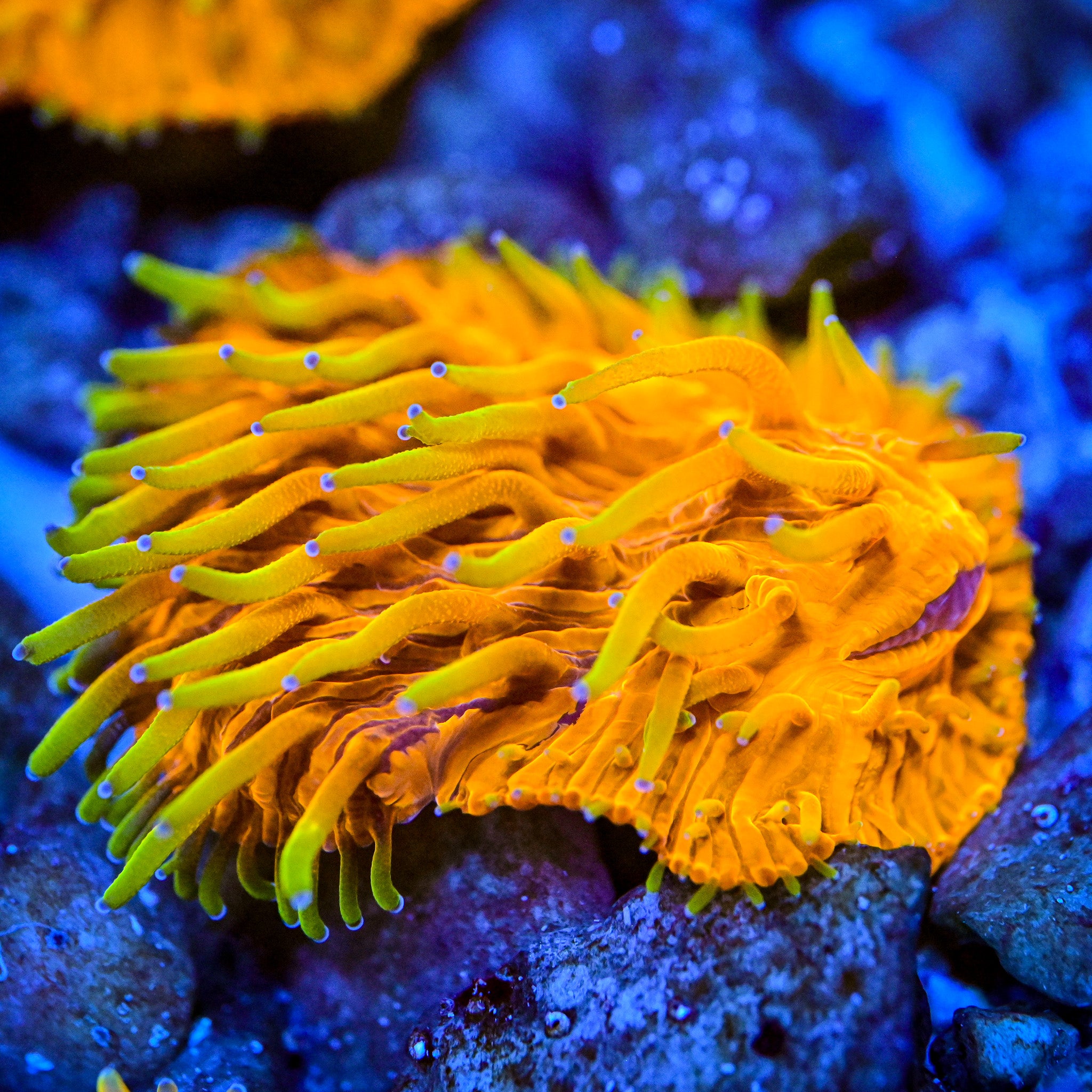 RC Radiated Fungia Coral *WYSIWYG*