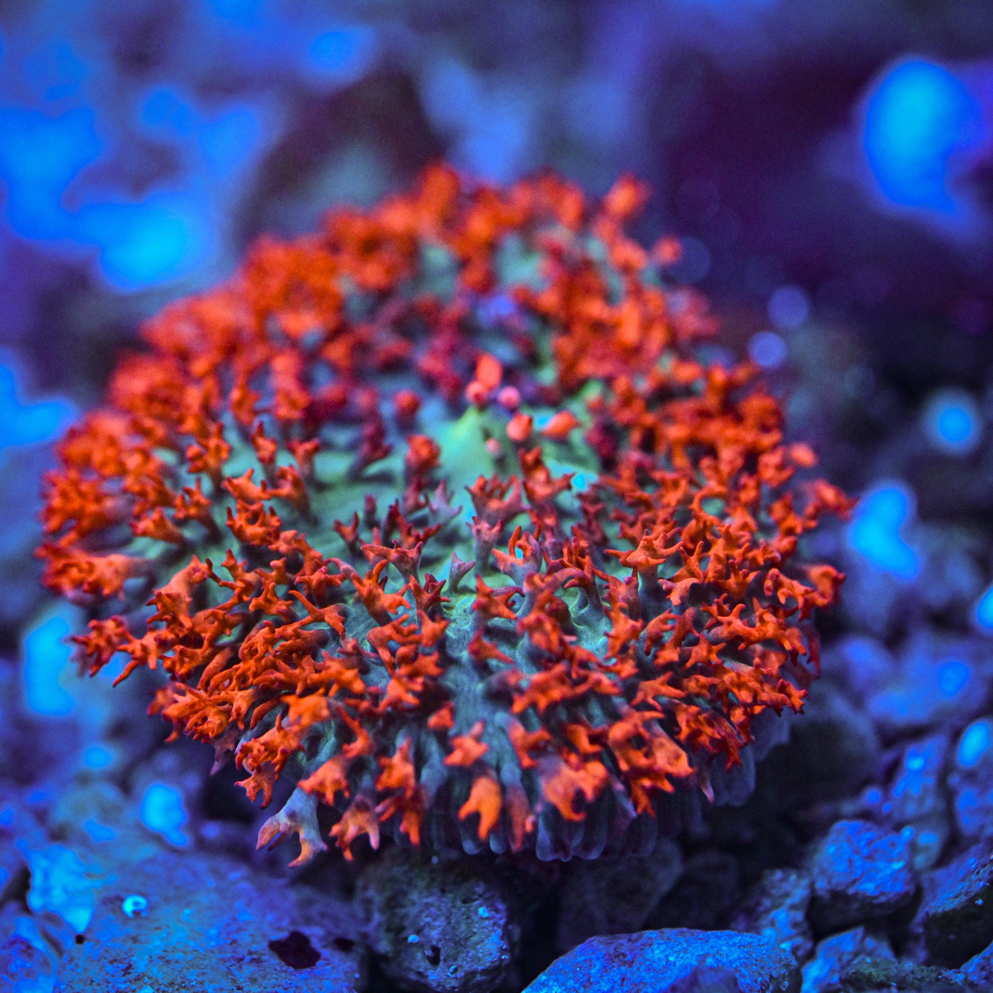 Deep Red St. Thomas Mushroom *WYSIWYG*