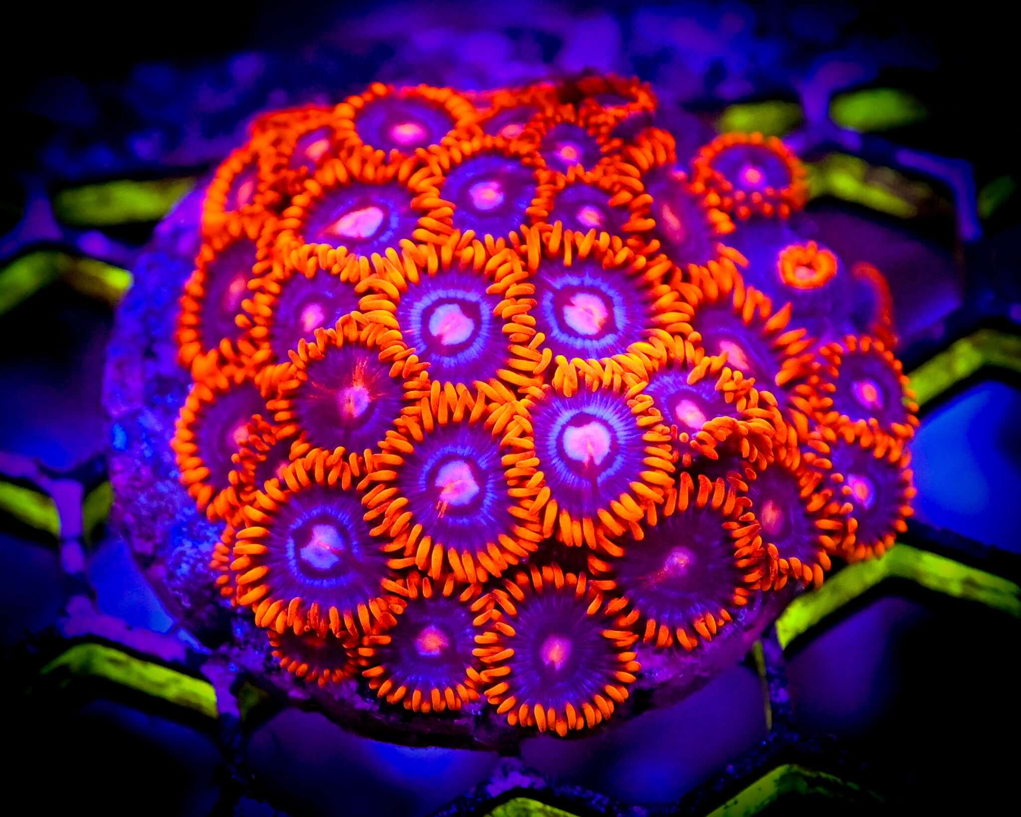 RC Clementines Zoanthid Frag