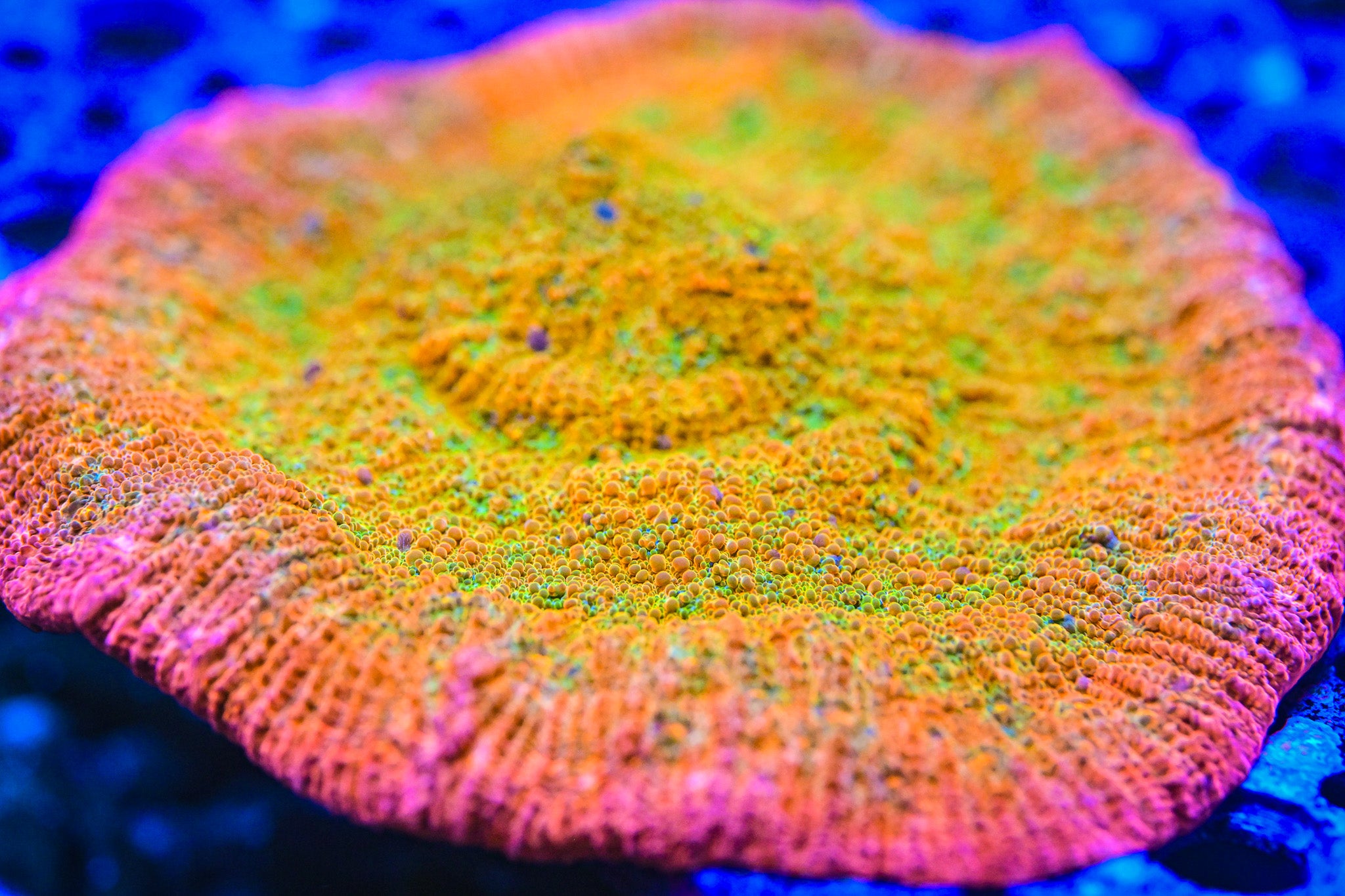 POTO Rainbow Peacock Chalice