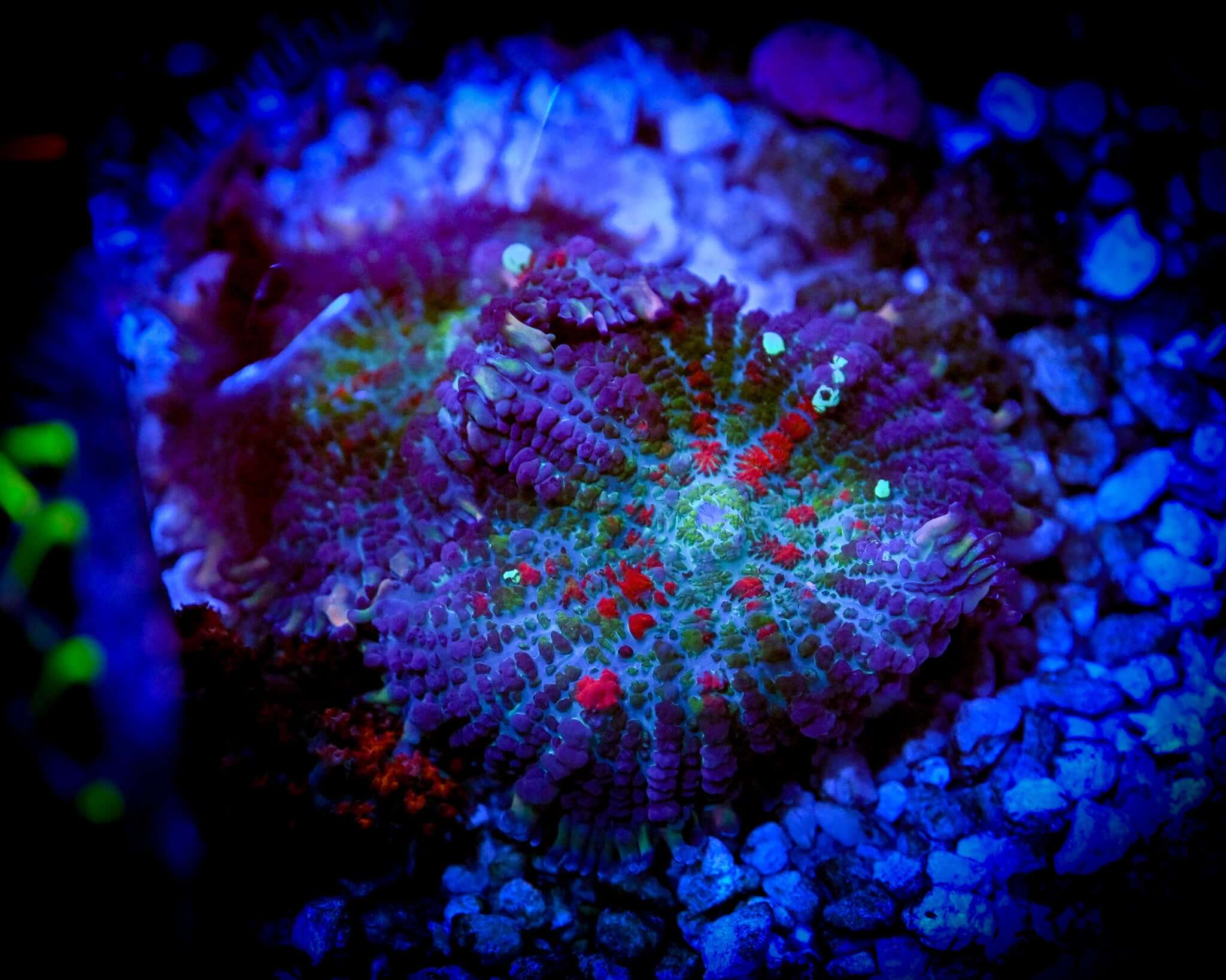 Reef Chasers | Buy Corals Online | XL Trolls Blood Rhodactis Mushroom ...