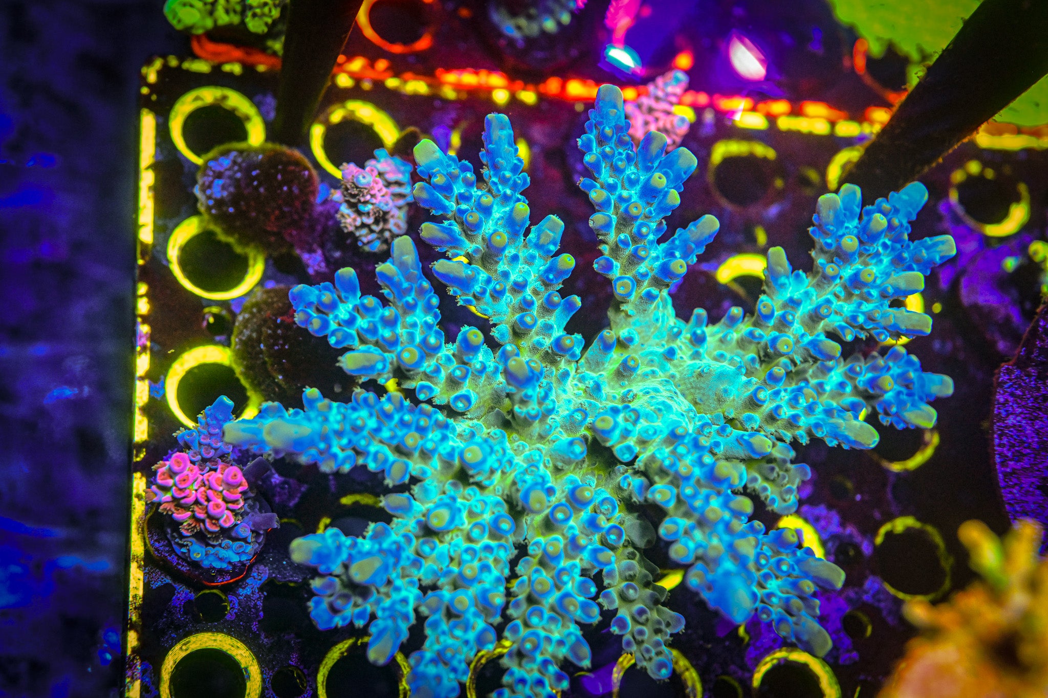 ACI Sunbeam Acropora Austera Frag