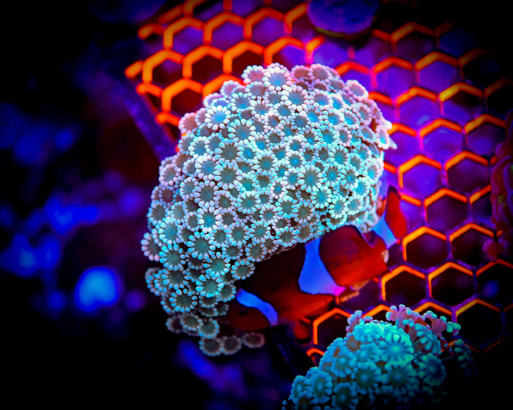 Rainbow (Metallic) Alveopora Frag