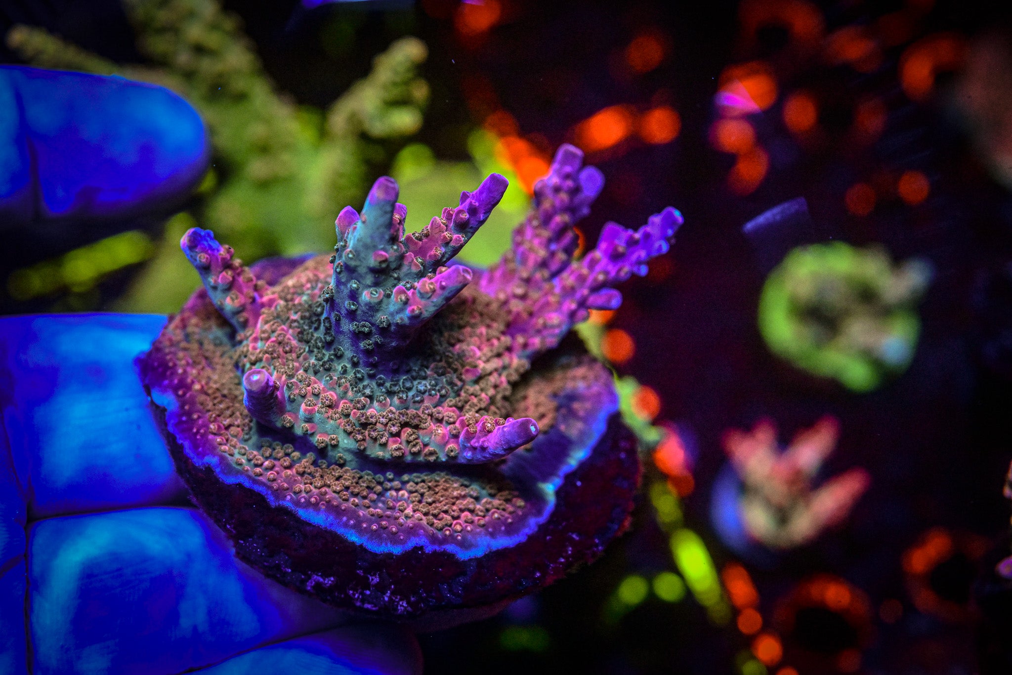 RC Crimson Acropora