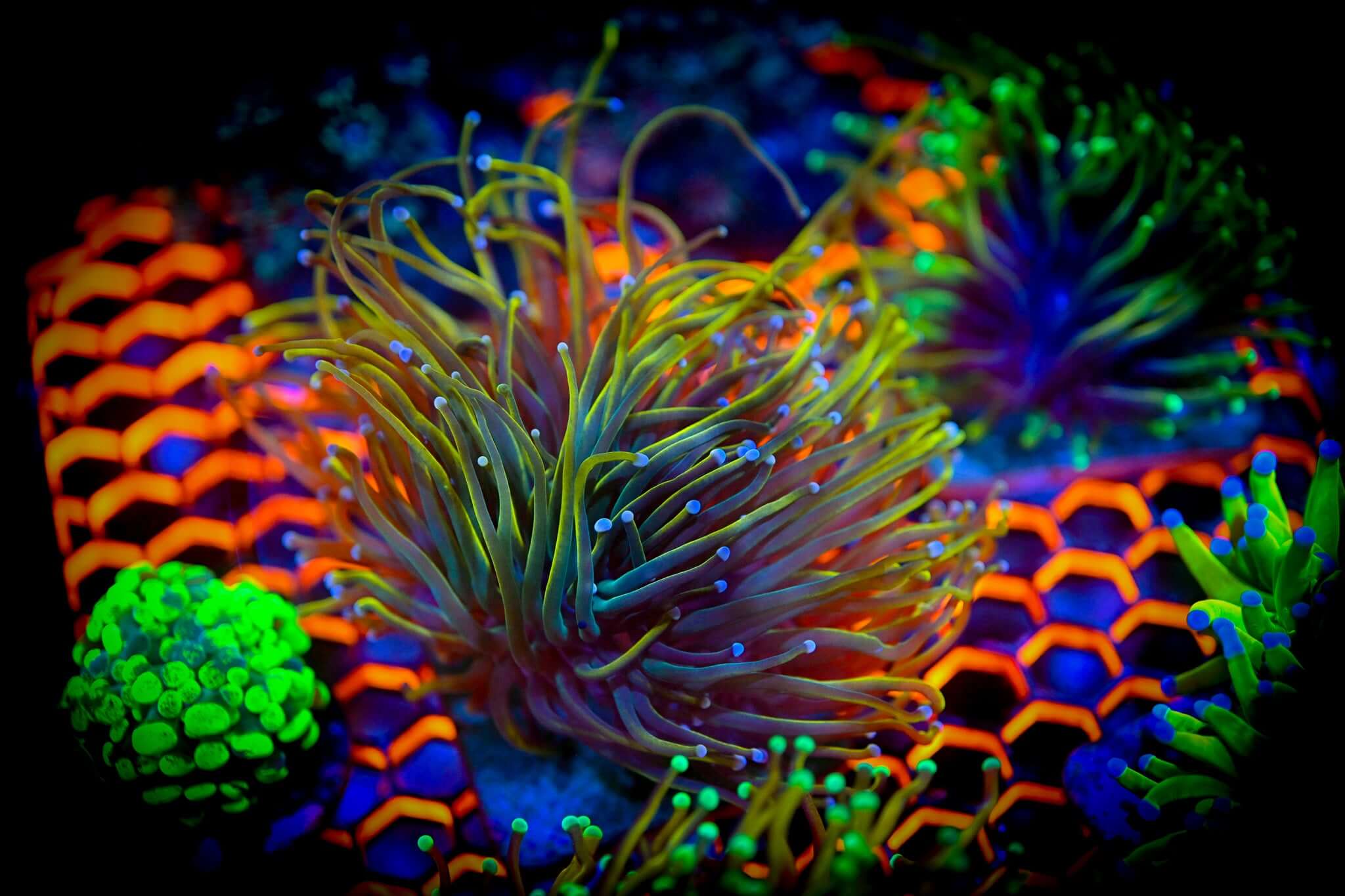 Reef Chasers Buy Corals Online Euphyllia, Hammer, Torch, Frogsapwn