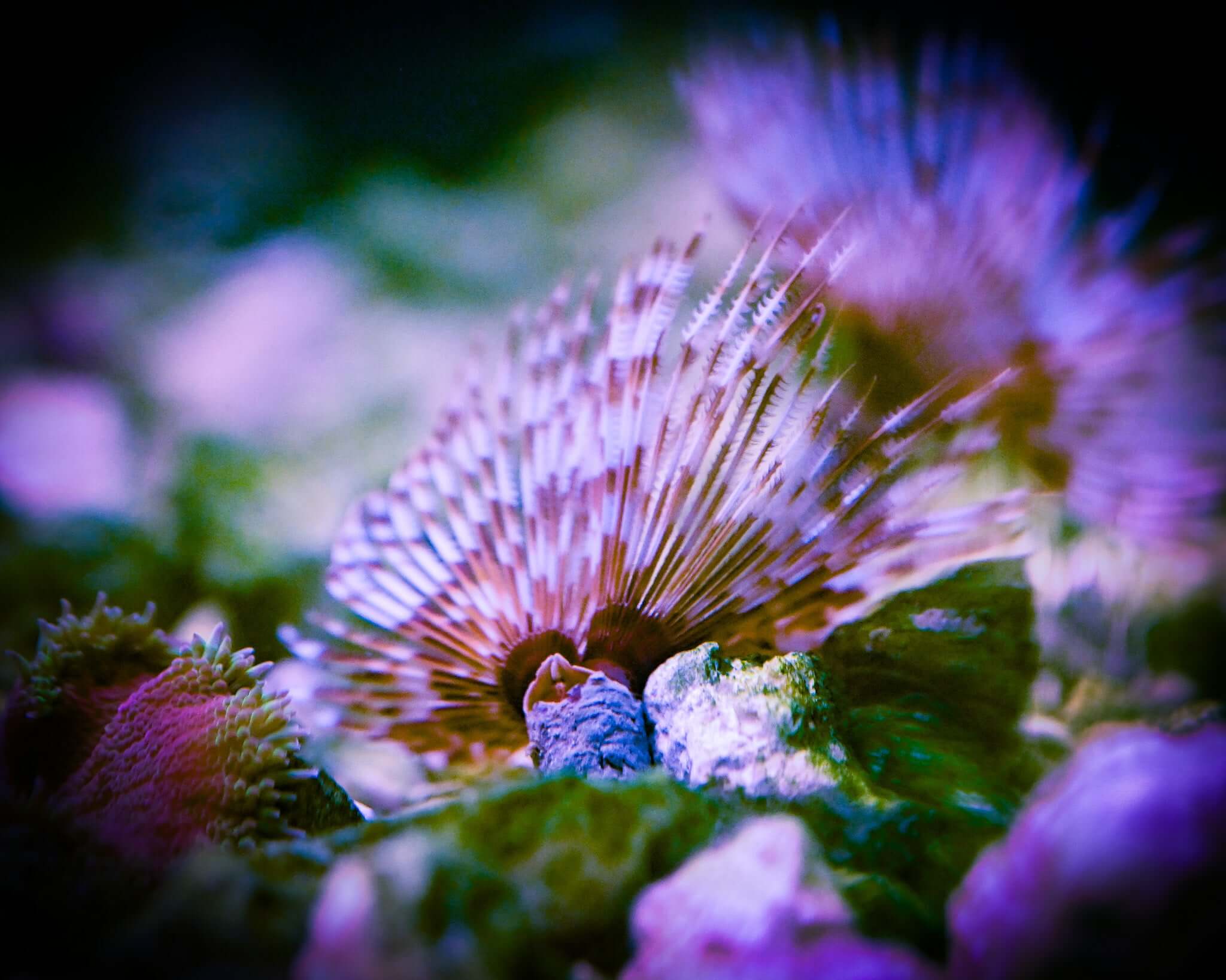 Feather Duster Worm