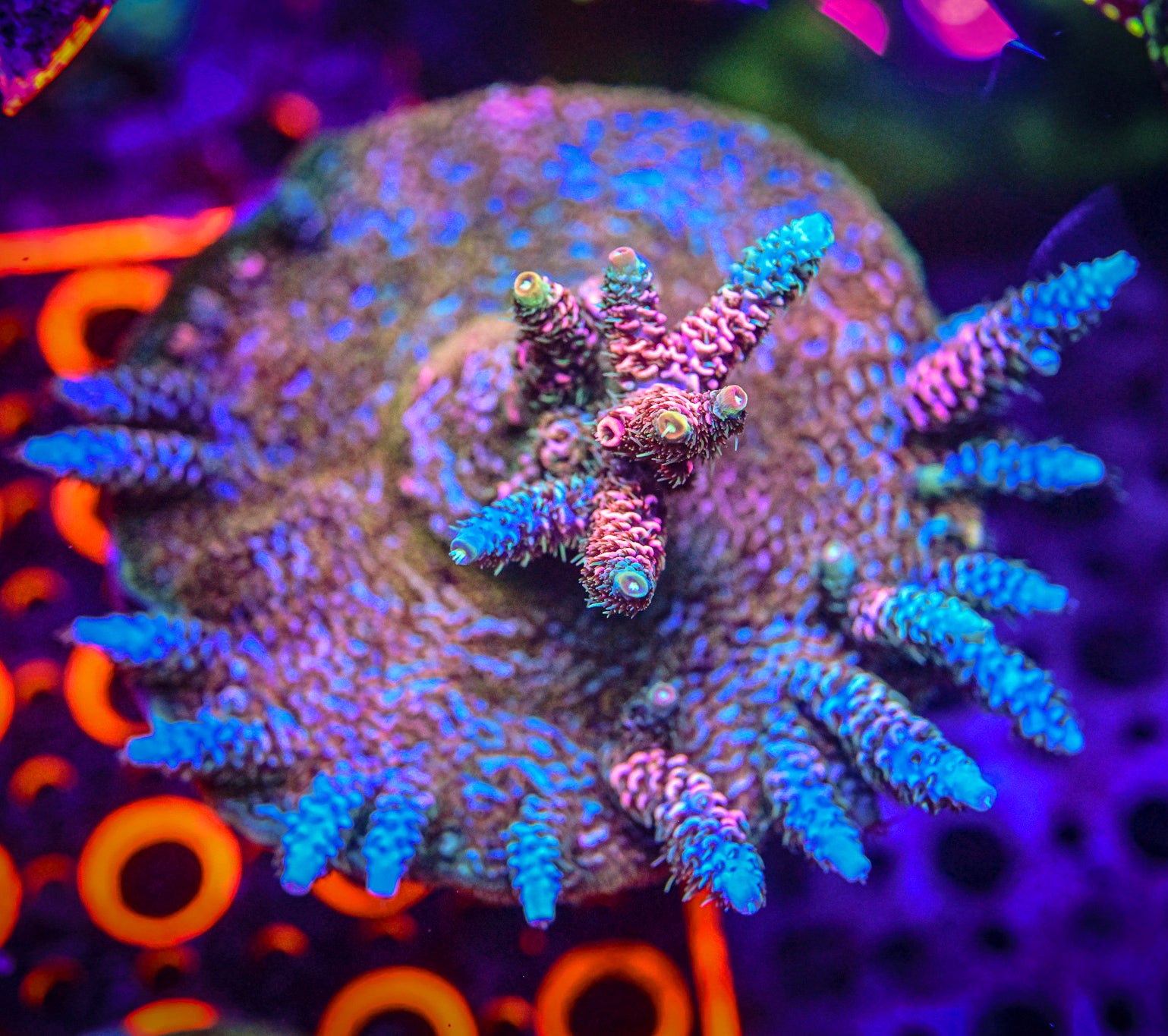 JF High Octane Platinum Millepora