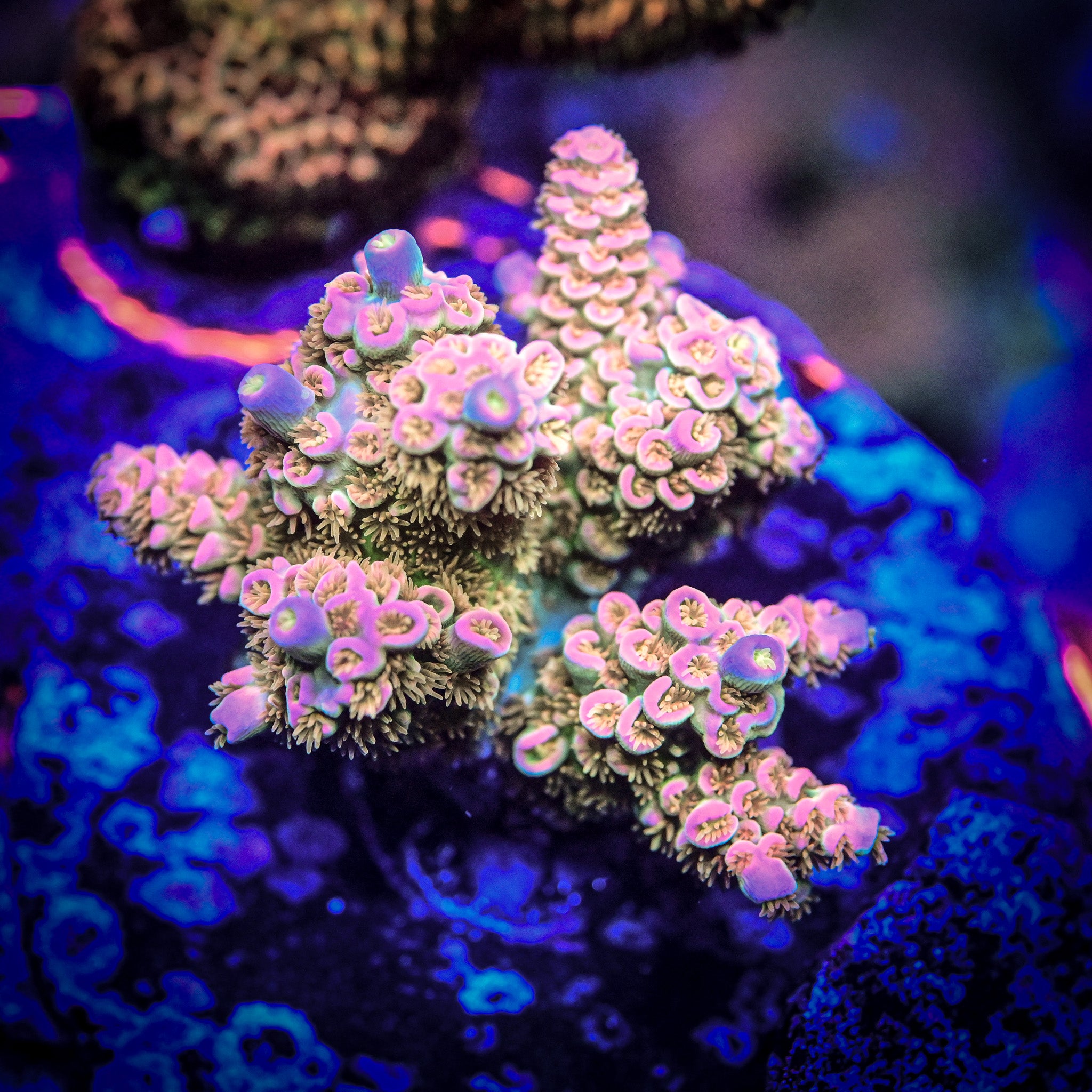 RC Pure Imagination Acropora