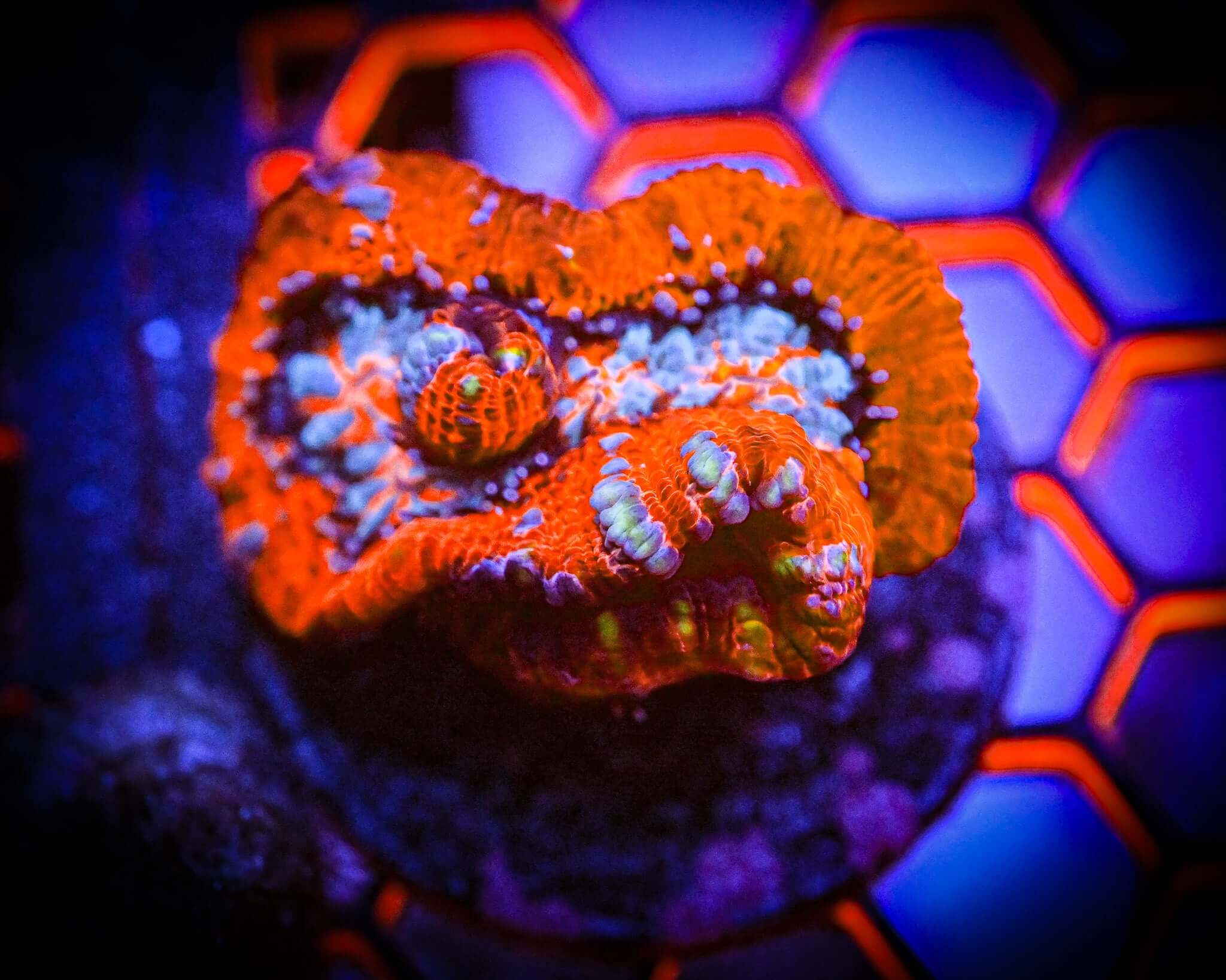 WYSIWYG Acanthastrea Wilsoni Frag