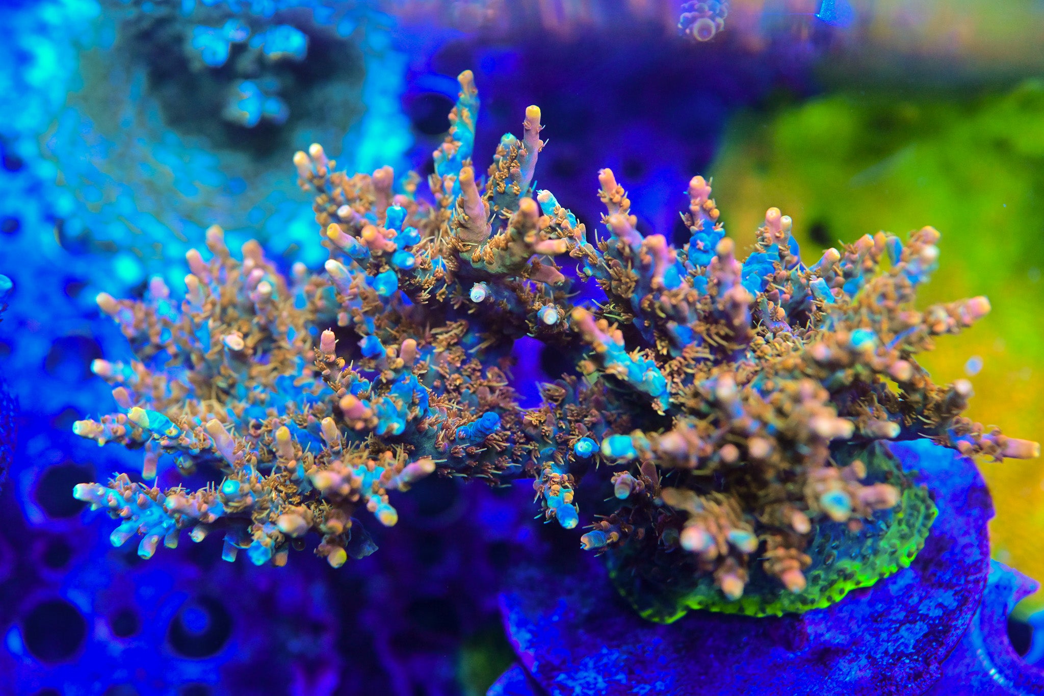 RC Dream Catcher Acropora