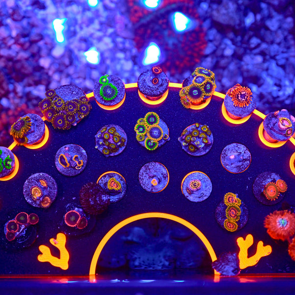 DSC_0810-2_600x600_crop_center