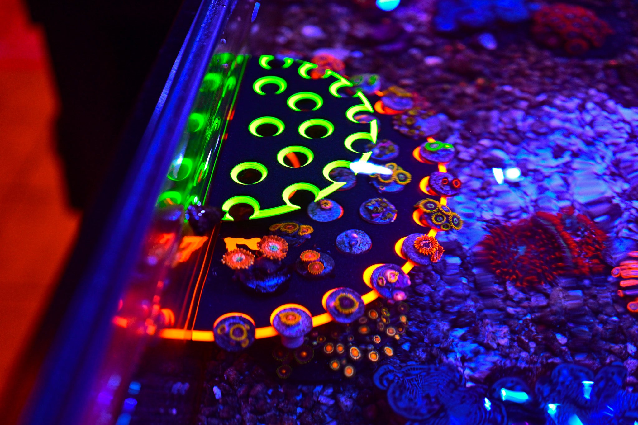 Coral Frag Tech | Dual Magnet XL Ninja Frag Rack