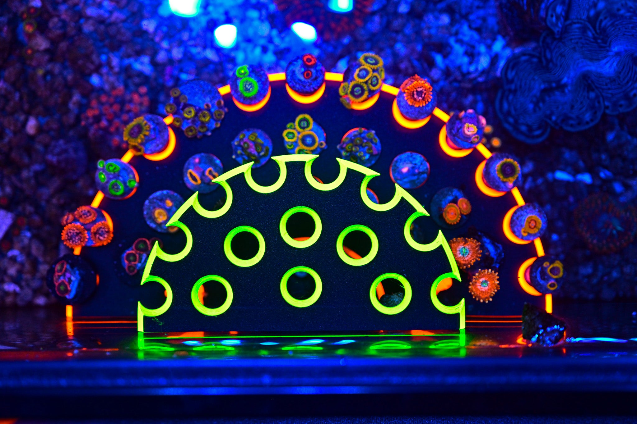 Coral Frag Tech | Dual Magnet XL Ninja Frag Rack