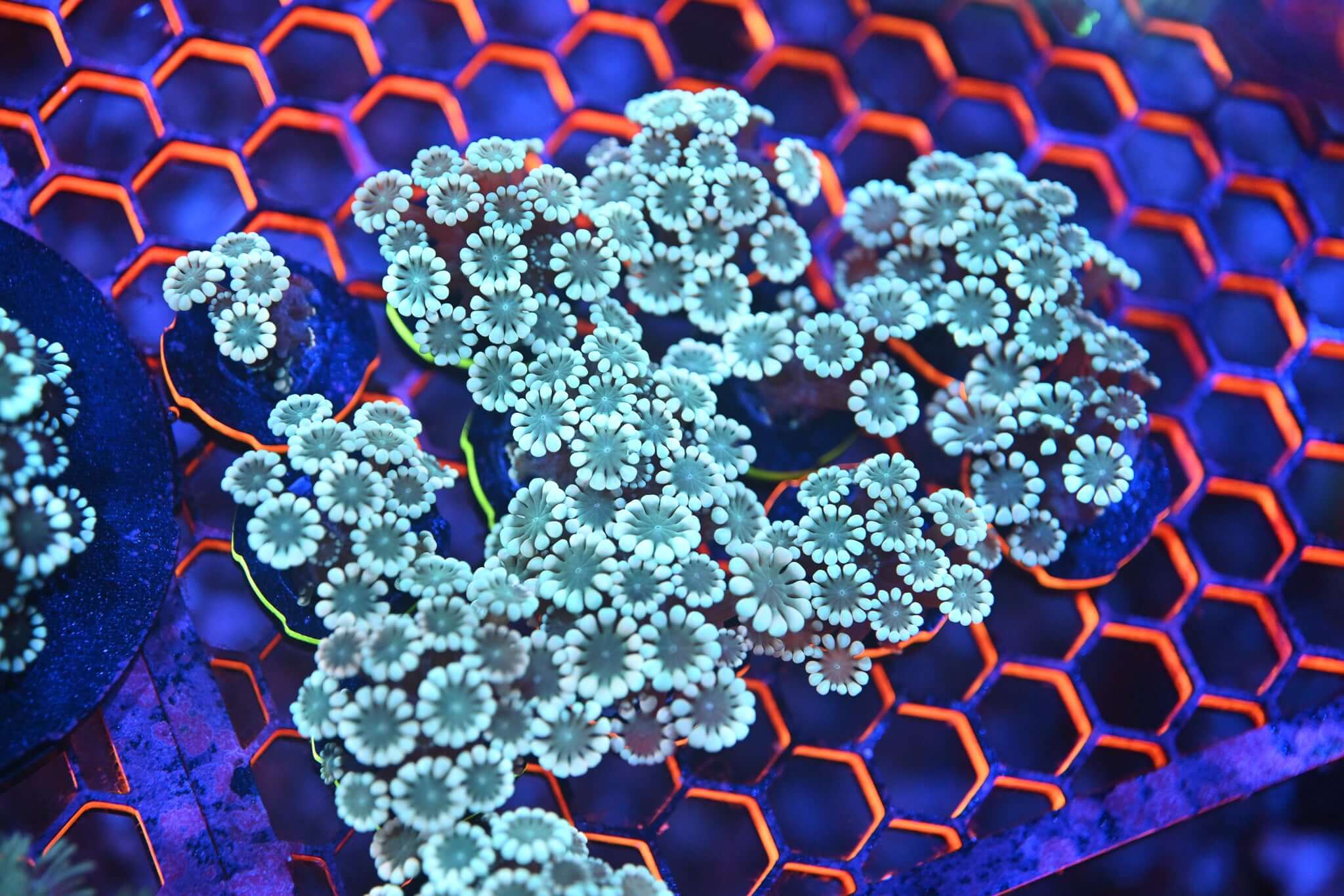 Rainbow (Metallic) Alveopora Frag