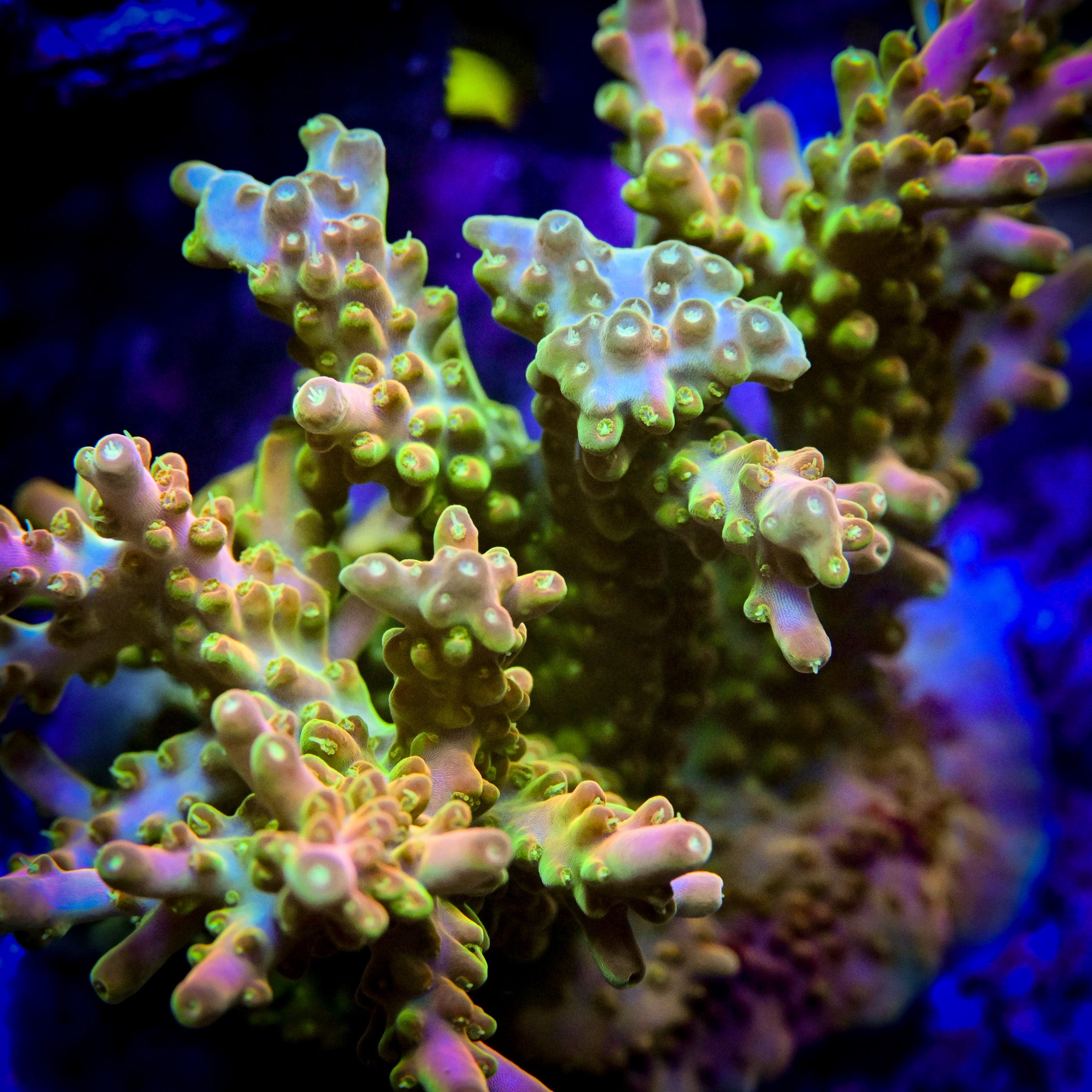 RC Lucky the Leprechaun Acropora