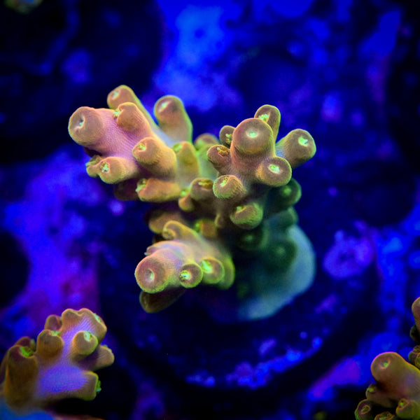 Reef Chasers | Buy Corals Online | RC Lucky the Leprechaun