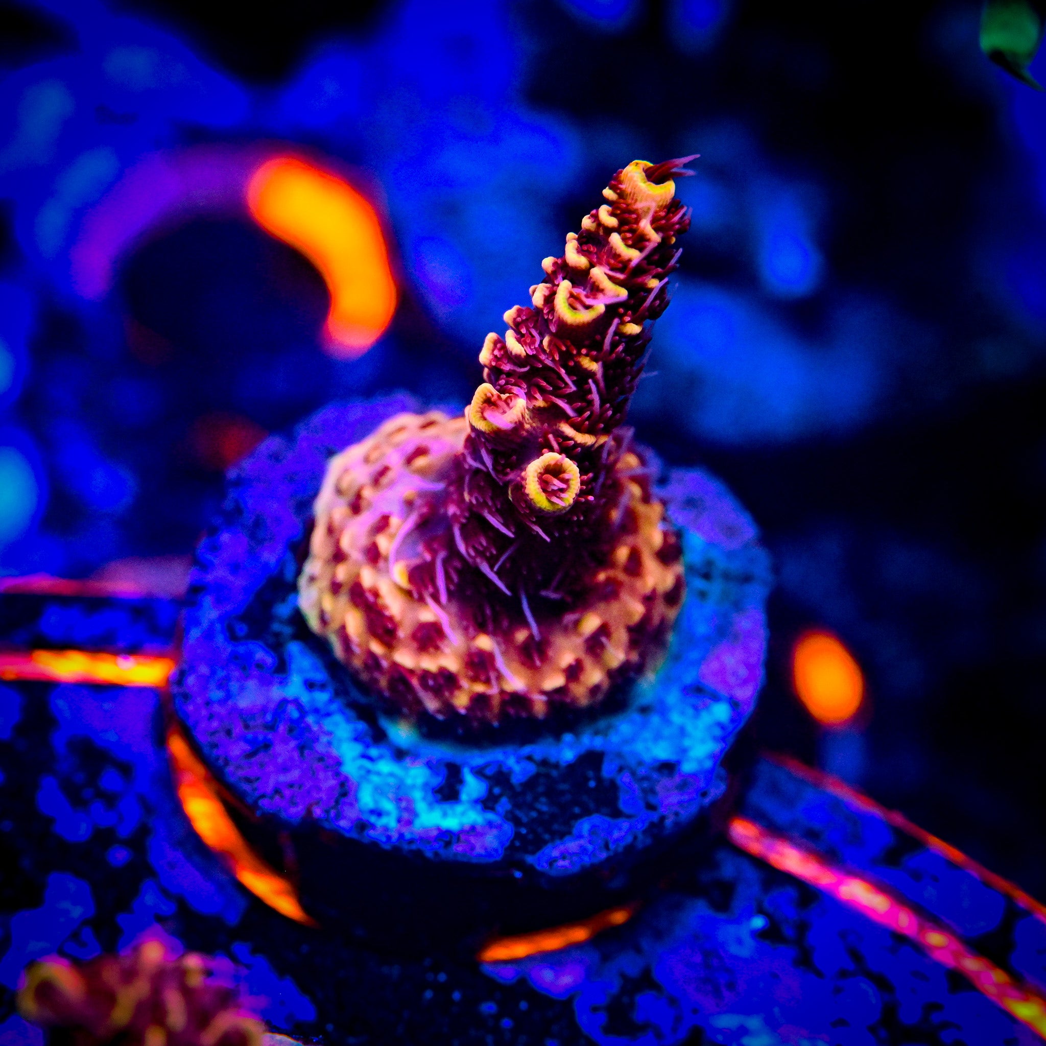 RC Heatwave Acropora WYSIWYG