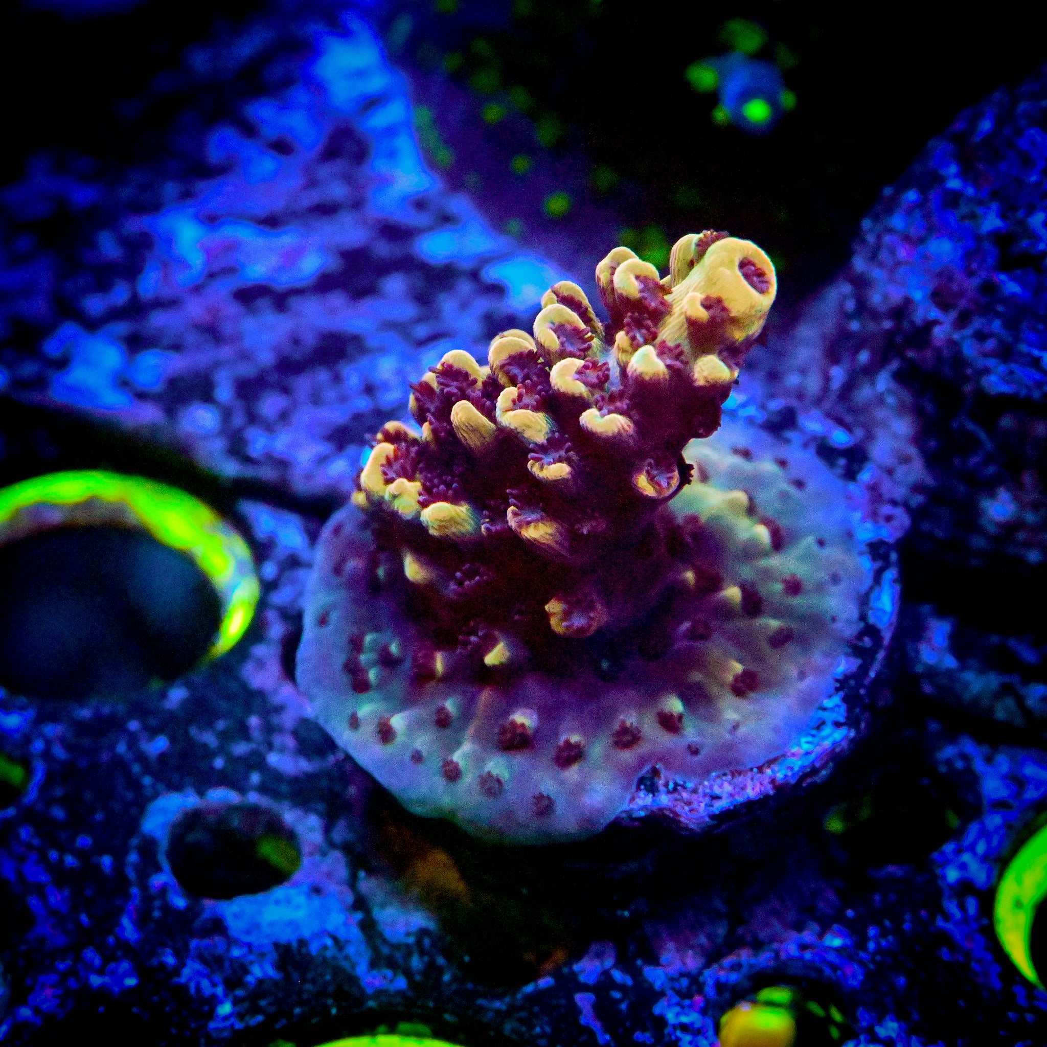 RC Blueberry Crumble Acropora