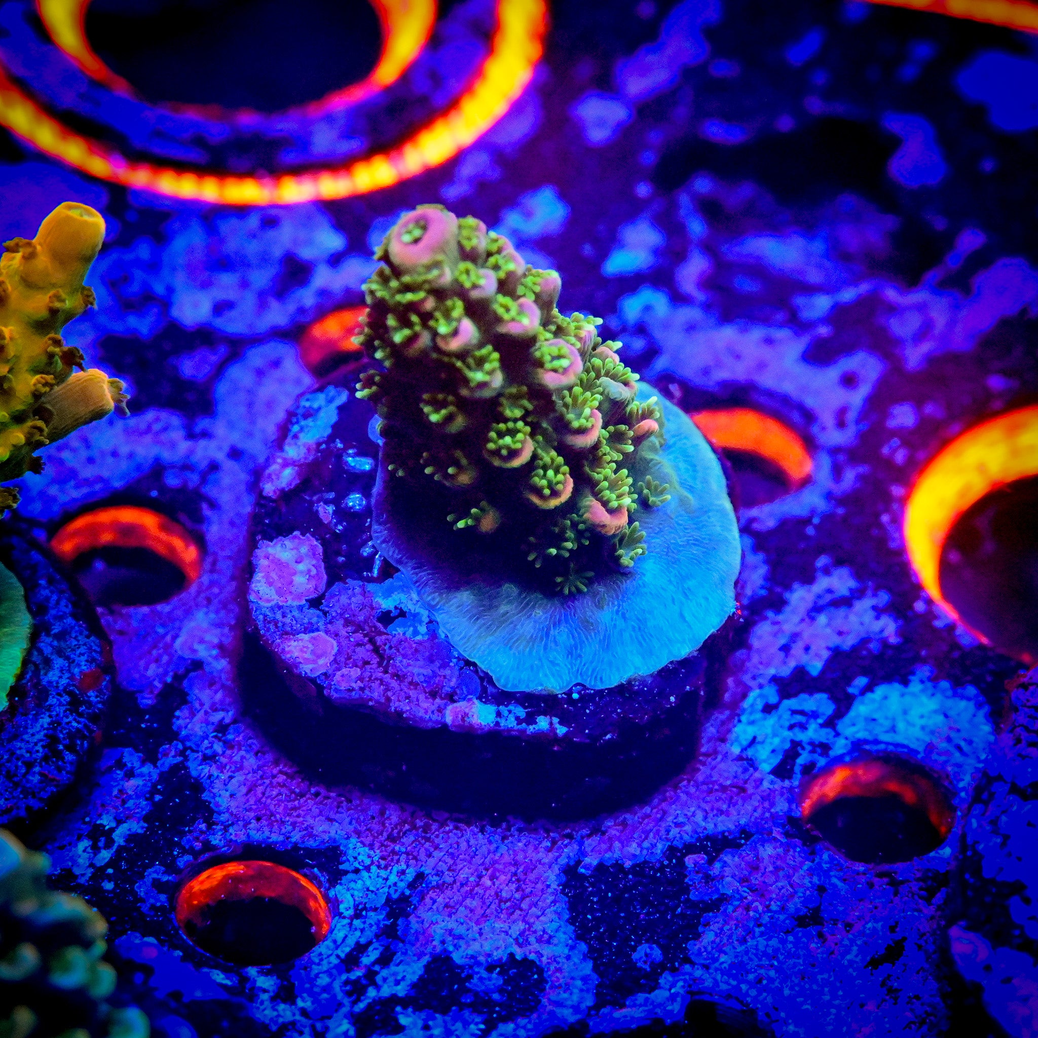 RC Rainbow Robusta Acropora WYSIWYG