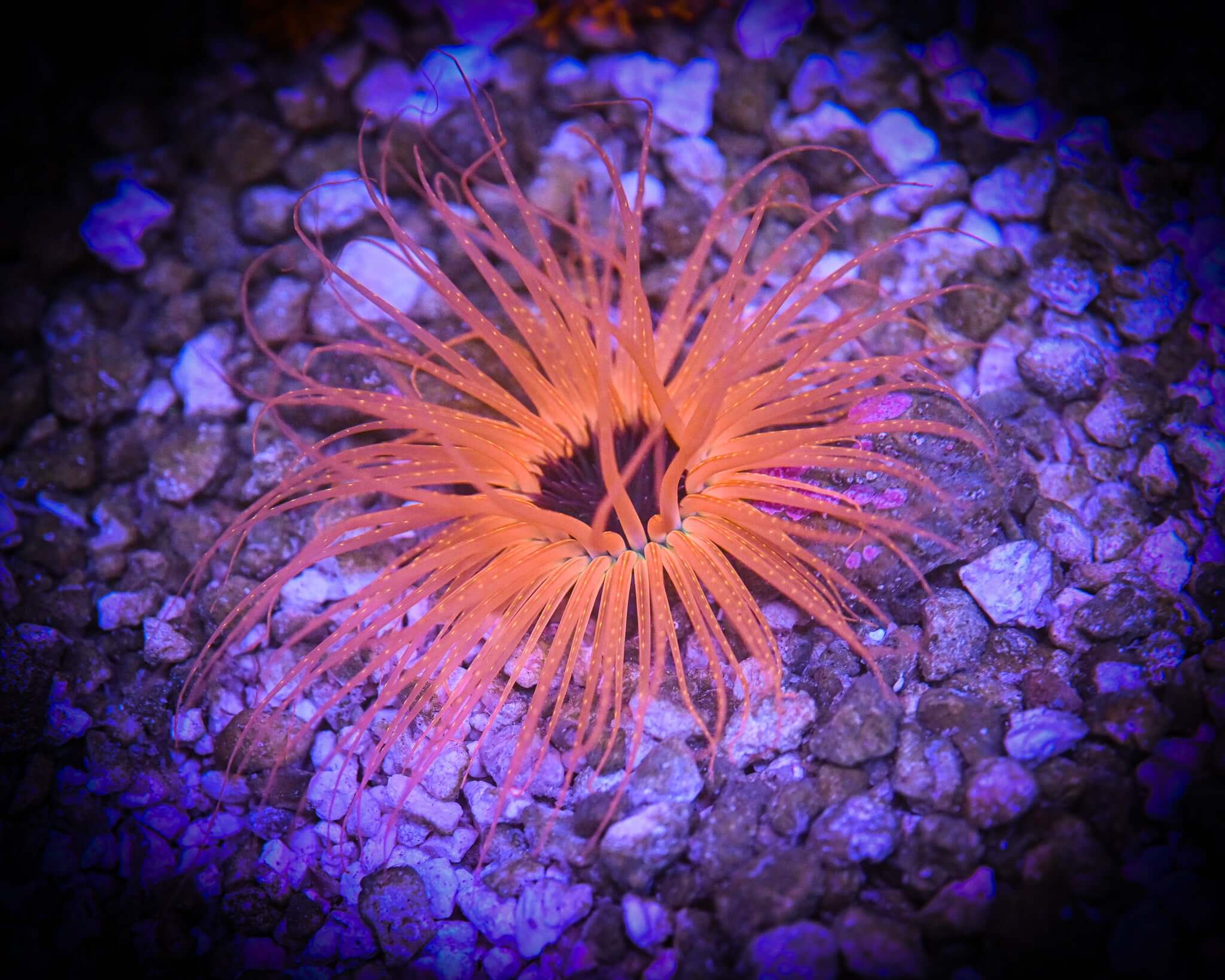 SUPER ORANGE TUBE ANEMONE