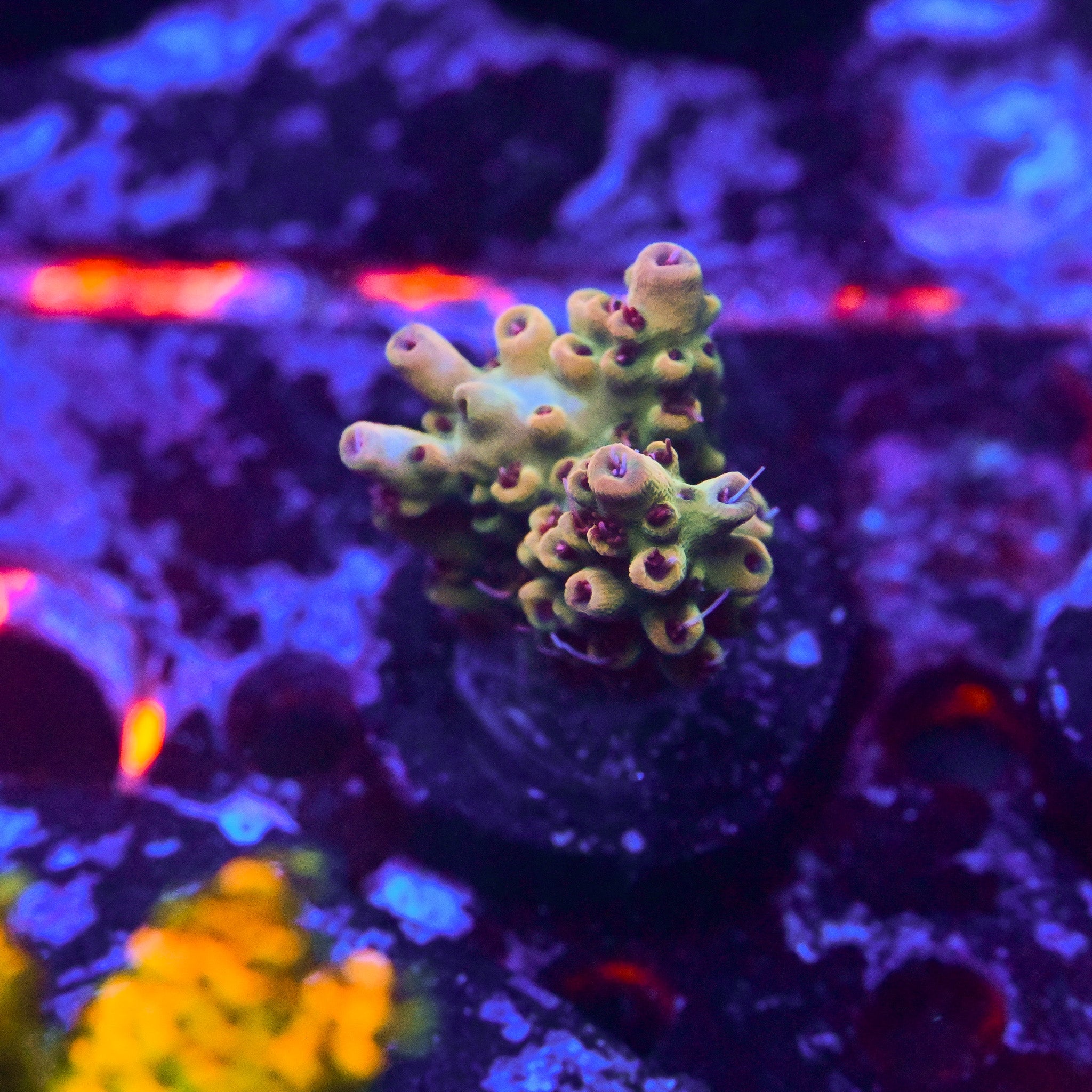 RC Yellow Orchid Acropora