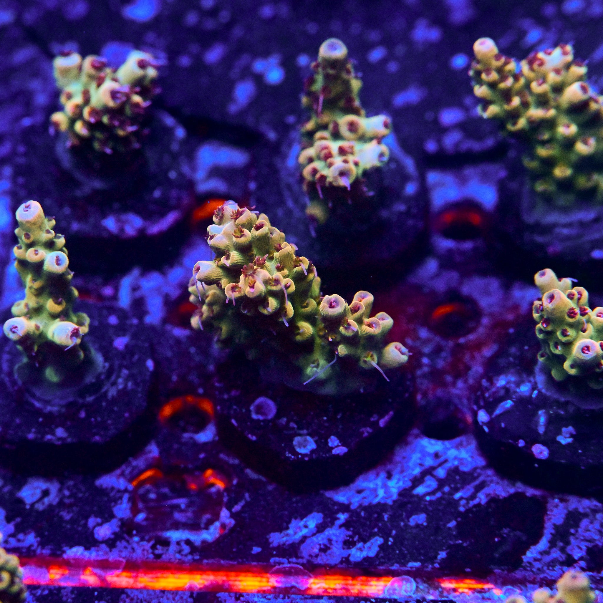 RC Yellow Orchid Acropora