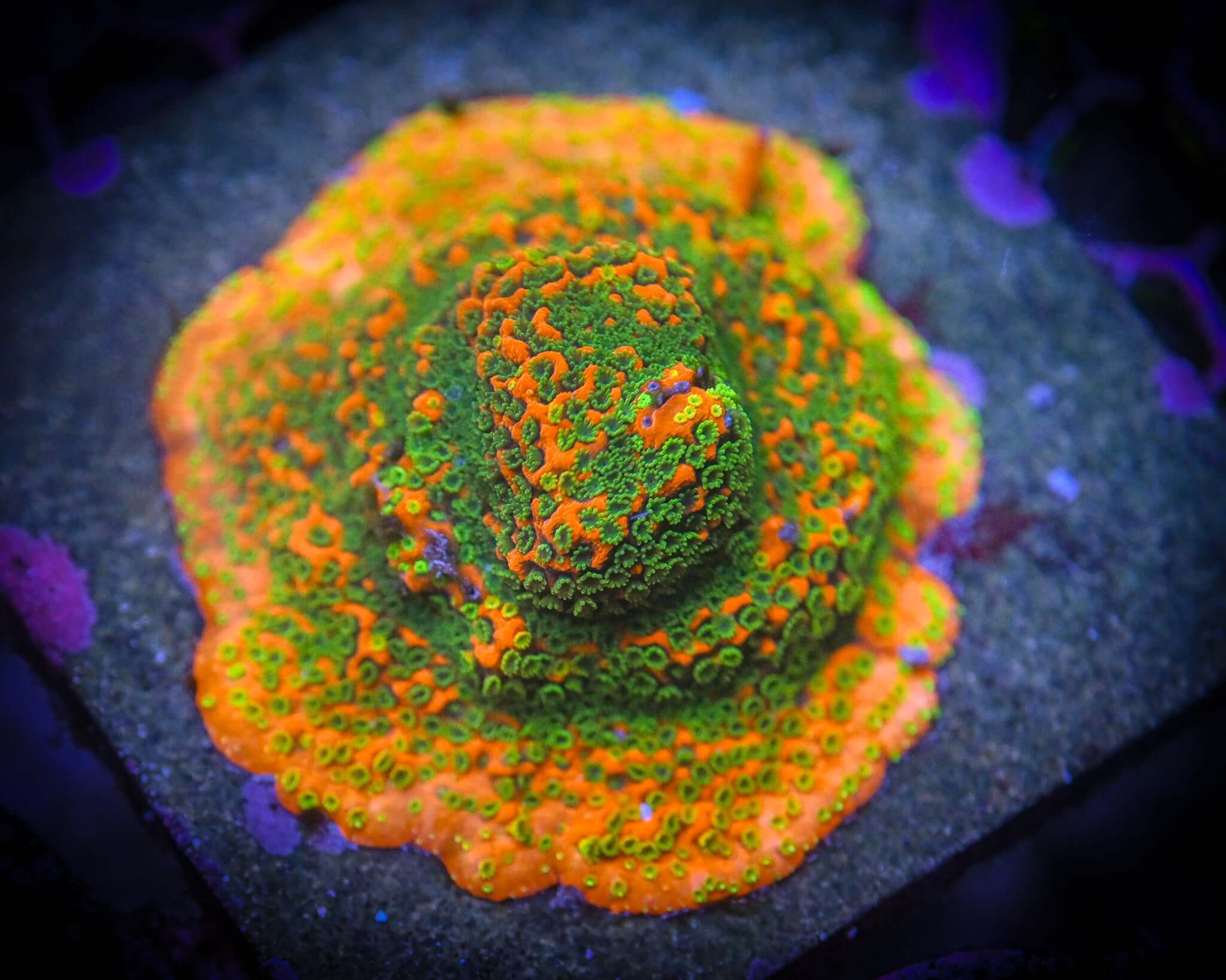 JF Sunset Montipora Dino Skull *WYSIWYG*