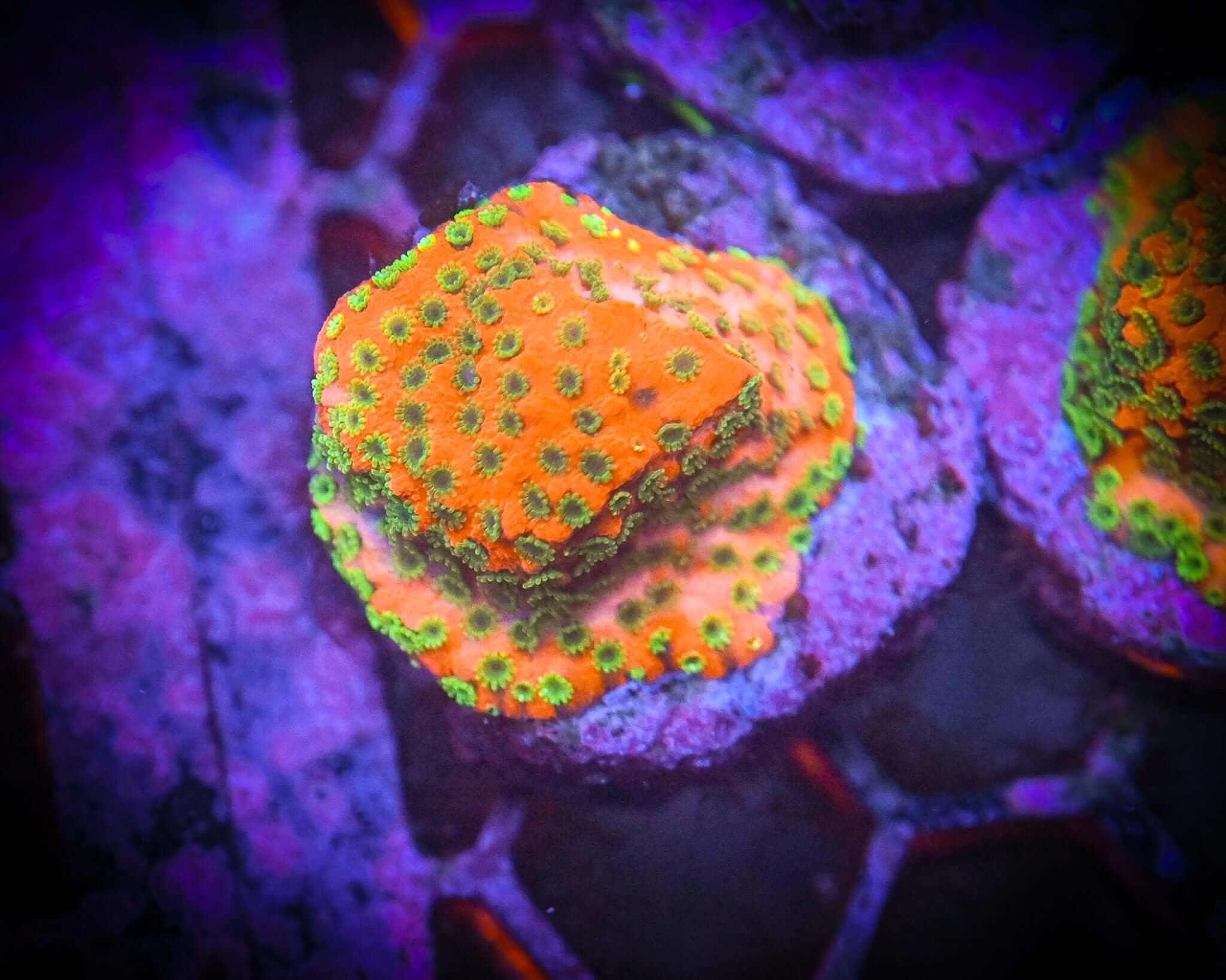 JF Sunset Montipora Frag