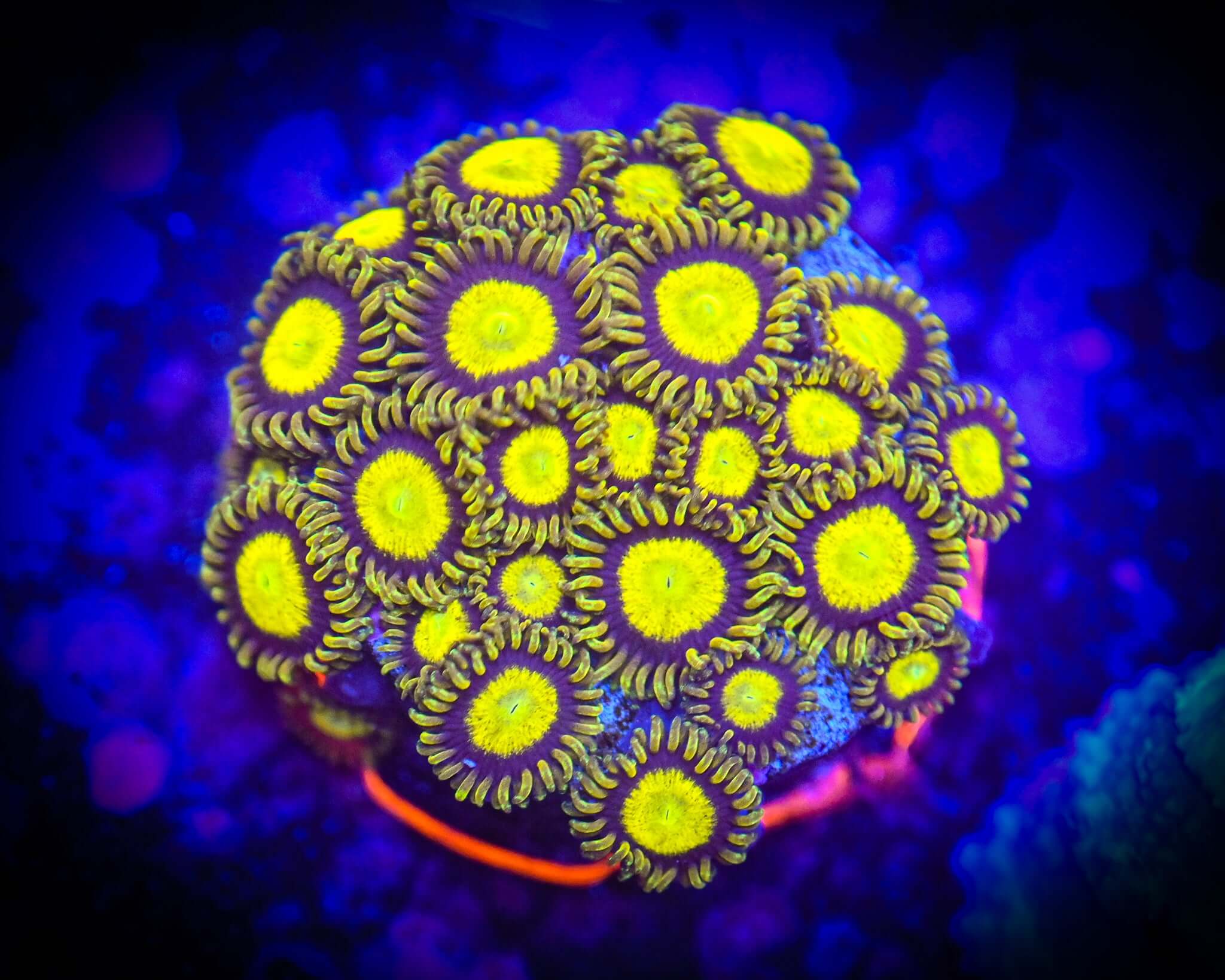 RC King Midas Zoanthid Frag