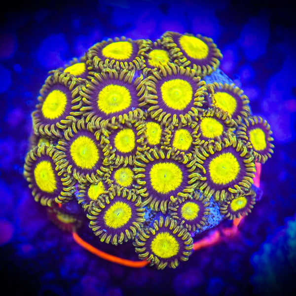 Wonderie プレイクロス Amongst corals wonderie】プレイクロス Amongst corals （1m×1m) | METSÄ